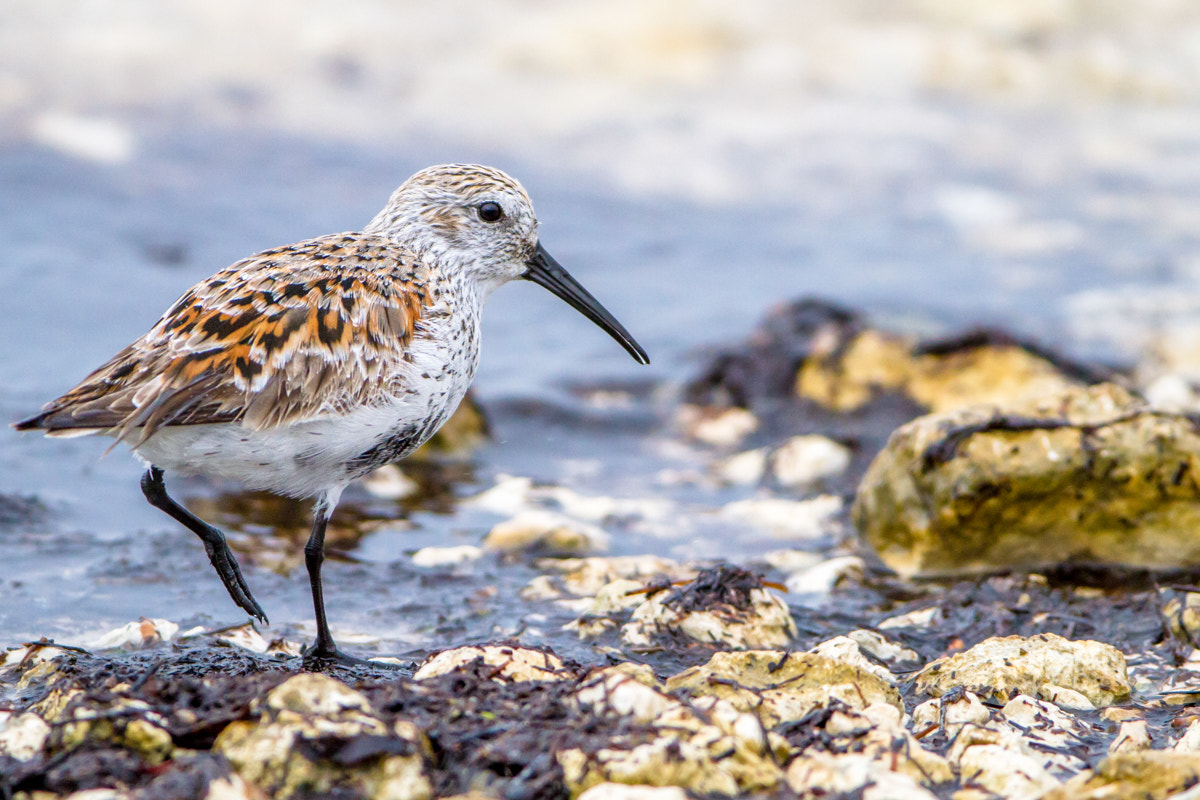 Canon EF 200-400mm F4L IS USM Extender 1.4x sample photo. Dunlin photography