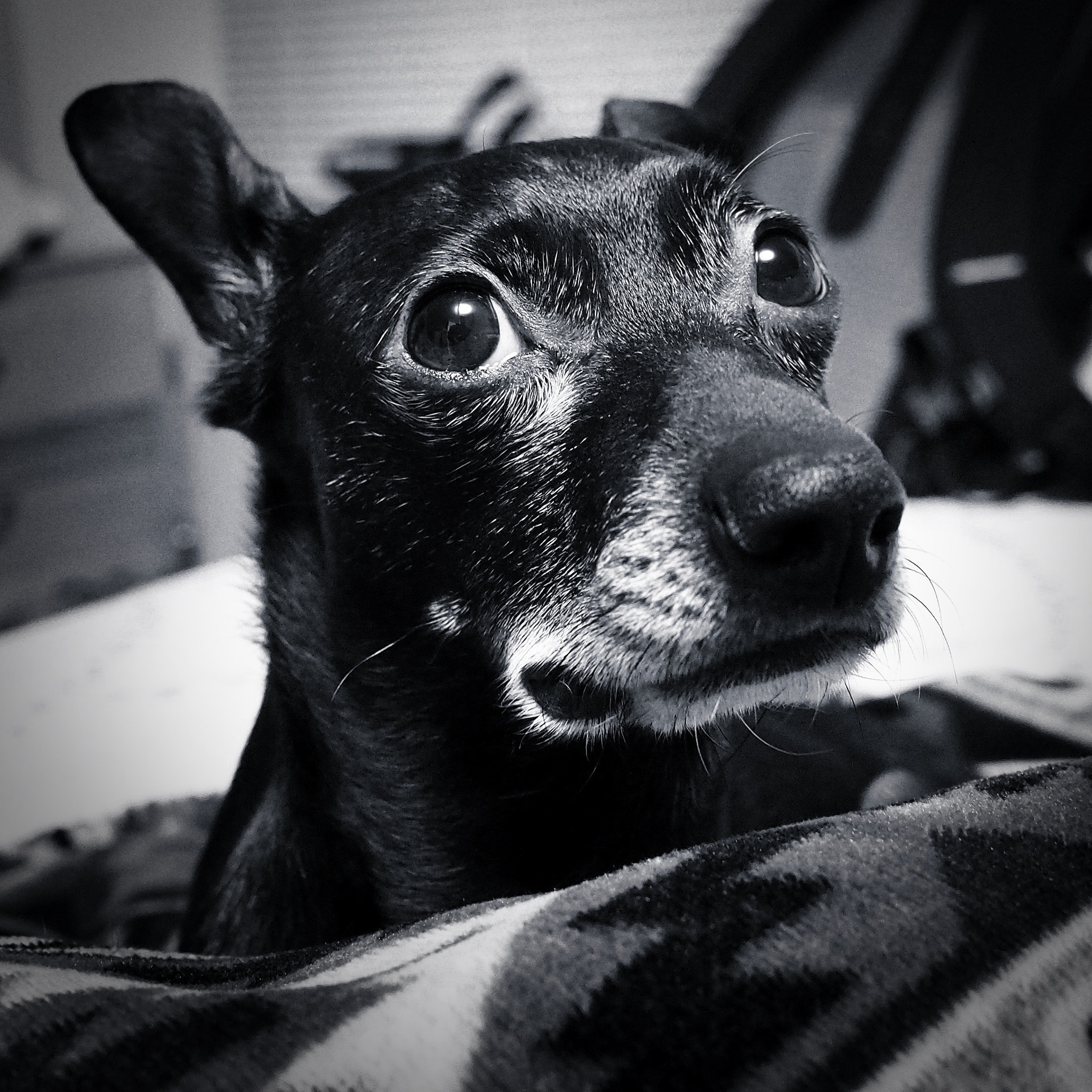 Olympus OM-D E-M10 + Panasonic Lumix G 14mm F2.5 ASPH sample photo. Soul of a rattie photography