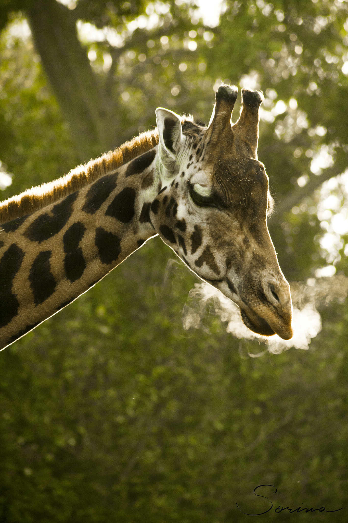 Canon EOS 400D (EOS Digital Rebel XTi / EOS Kiss Digital X) sample photo. Morning giraffe photography