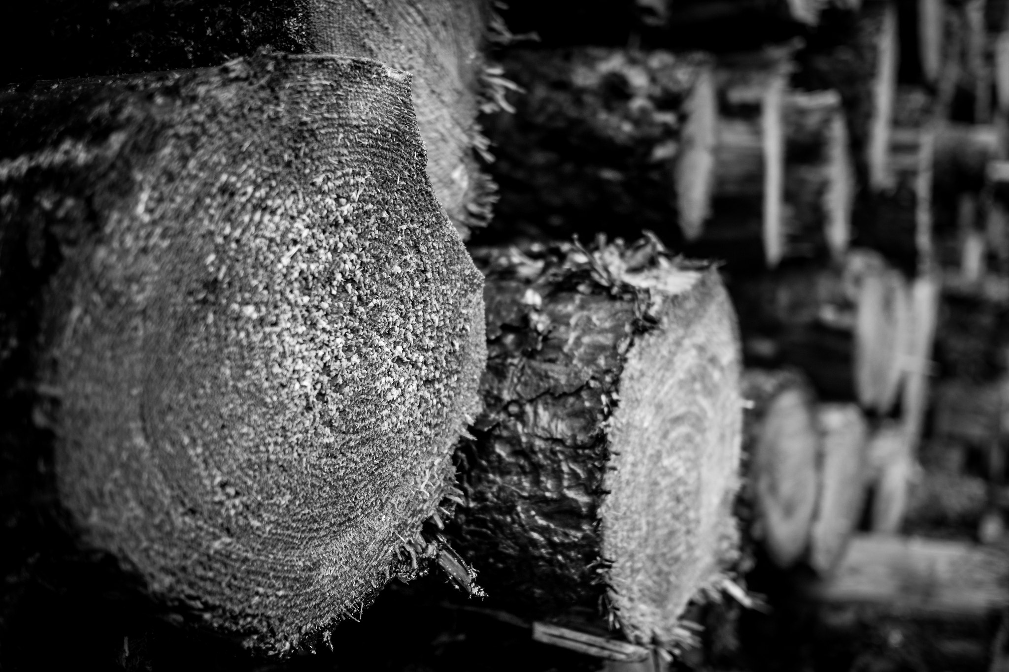 Olympus OM-D E-M10 II + Panasonic Lumix G 20mm F1.7 ASPH sample photo. Logs (b&w) photography