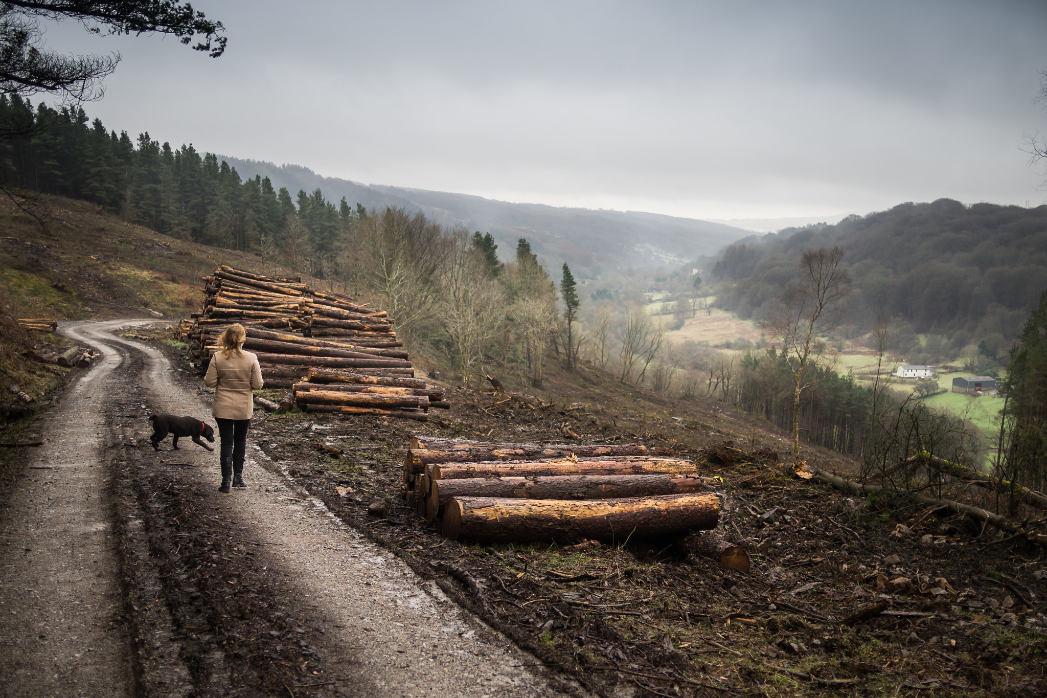 Olympus OM-D E-M10 II + Panasonic Lumix G 20mm F1.7 ASPH sample photo. Sad times at the forestry photography