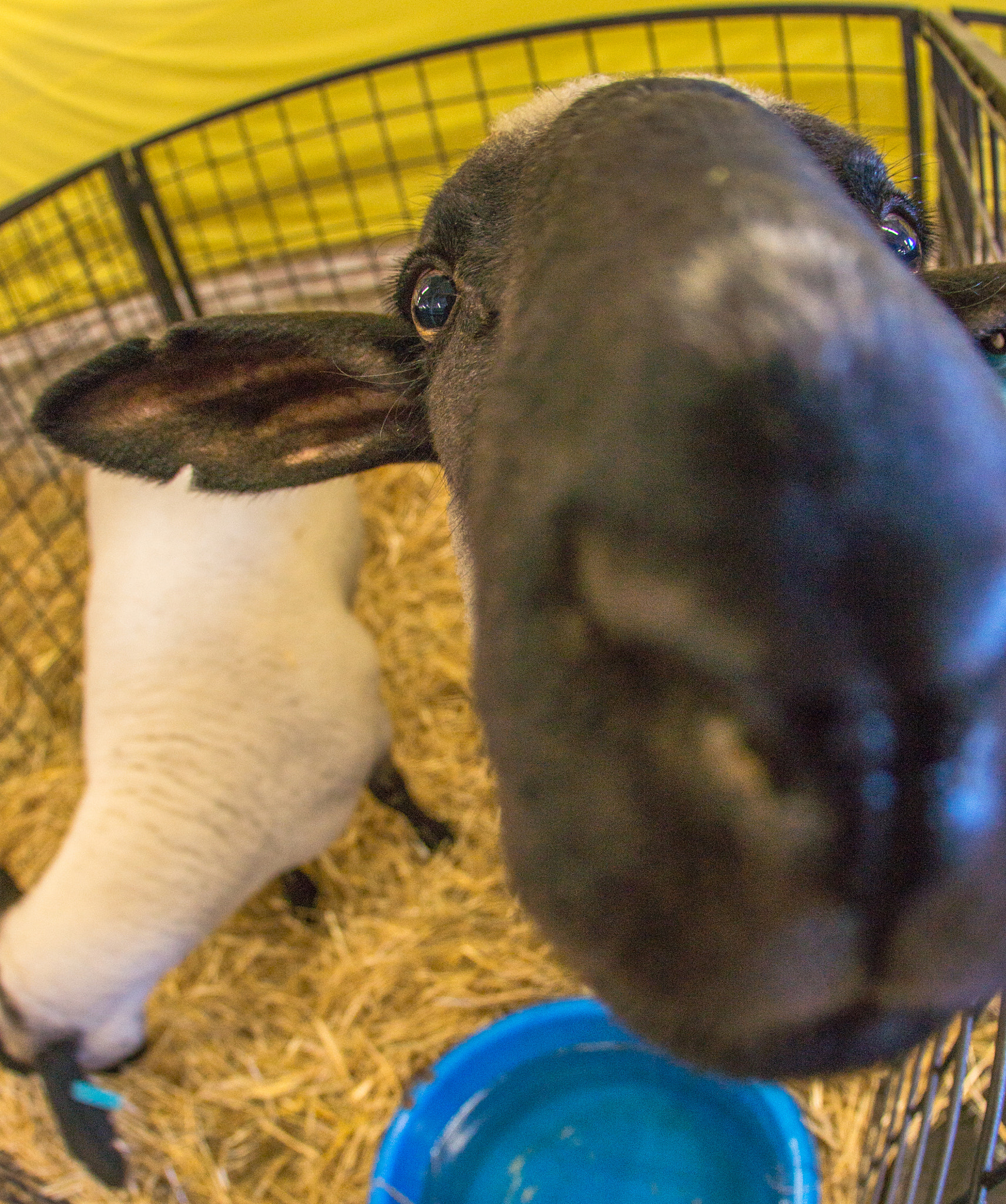 Sony SLT-A77 + Sigma 10mm F2.8 EX DC HSM Diagonal Fisheye sample photo. 2014-09-13 washington puyallup washington state fair sheep-3 photography