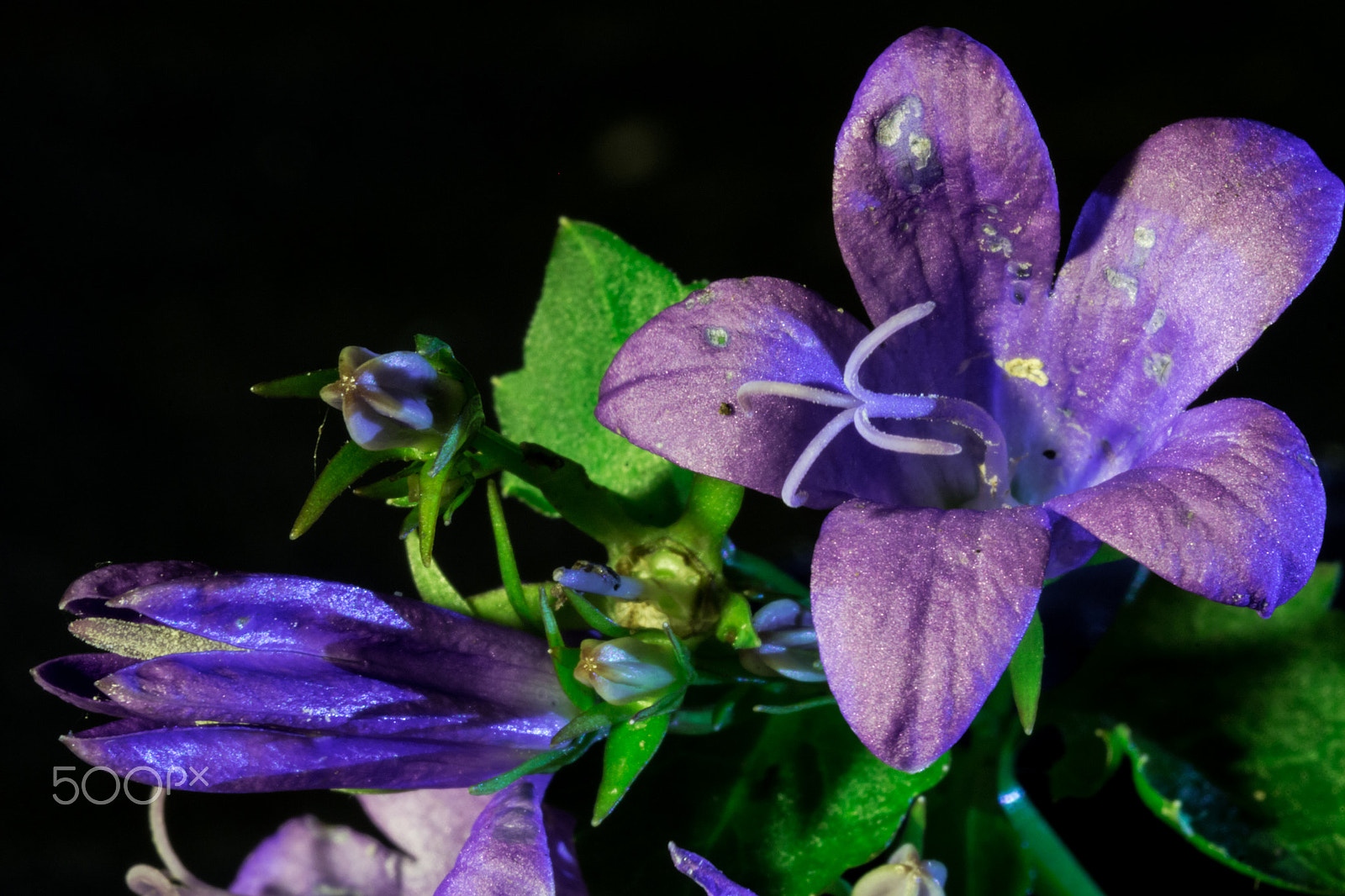 Sigma 105mm F2.8 EX DG OS HSM sample photo. Macro street flower 2 photography