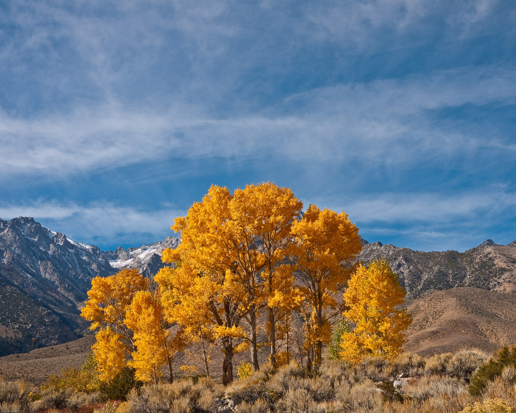 Panasonic Lumix DMC-G1 + Panasonic Lumix G 20mm F1.7 ASPH sample photo. Lone cottonwood grove photography