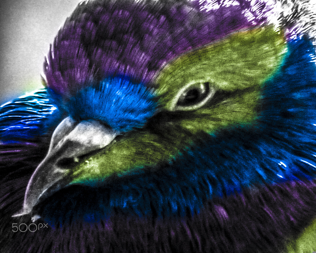 Panasonic Lumix DMC-G2 sample photo. Painted pigeon photography