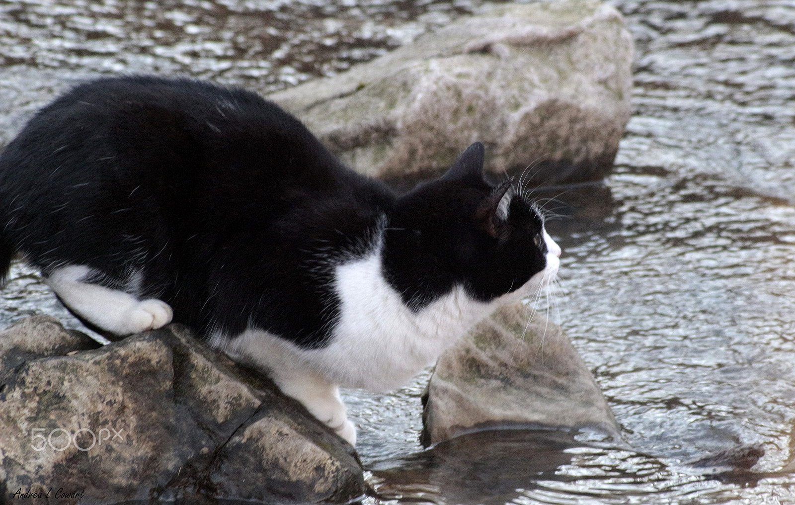 Canon EOS 100D (EOS Rebel SL1 / EOS Kiss X7) + Canon EF 400mm F5.6L USM sample photo. Kitty in the creek photography