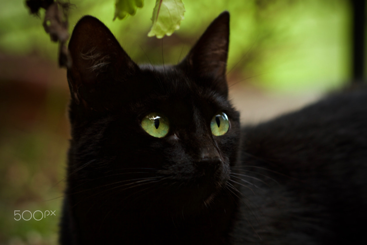 Canon EOS 7D + Canon EF 100mm F2.8 Macro USM sample photo. Green thoughts photography