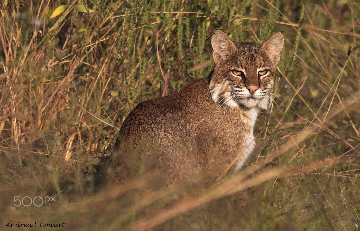 Canon EOS 100D (EOS Rebel SL1 / EOS Kiss X7) + Canon EF 400mm F5.6L USM sample photo. Bobcat photography