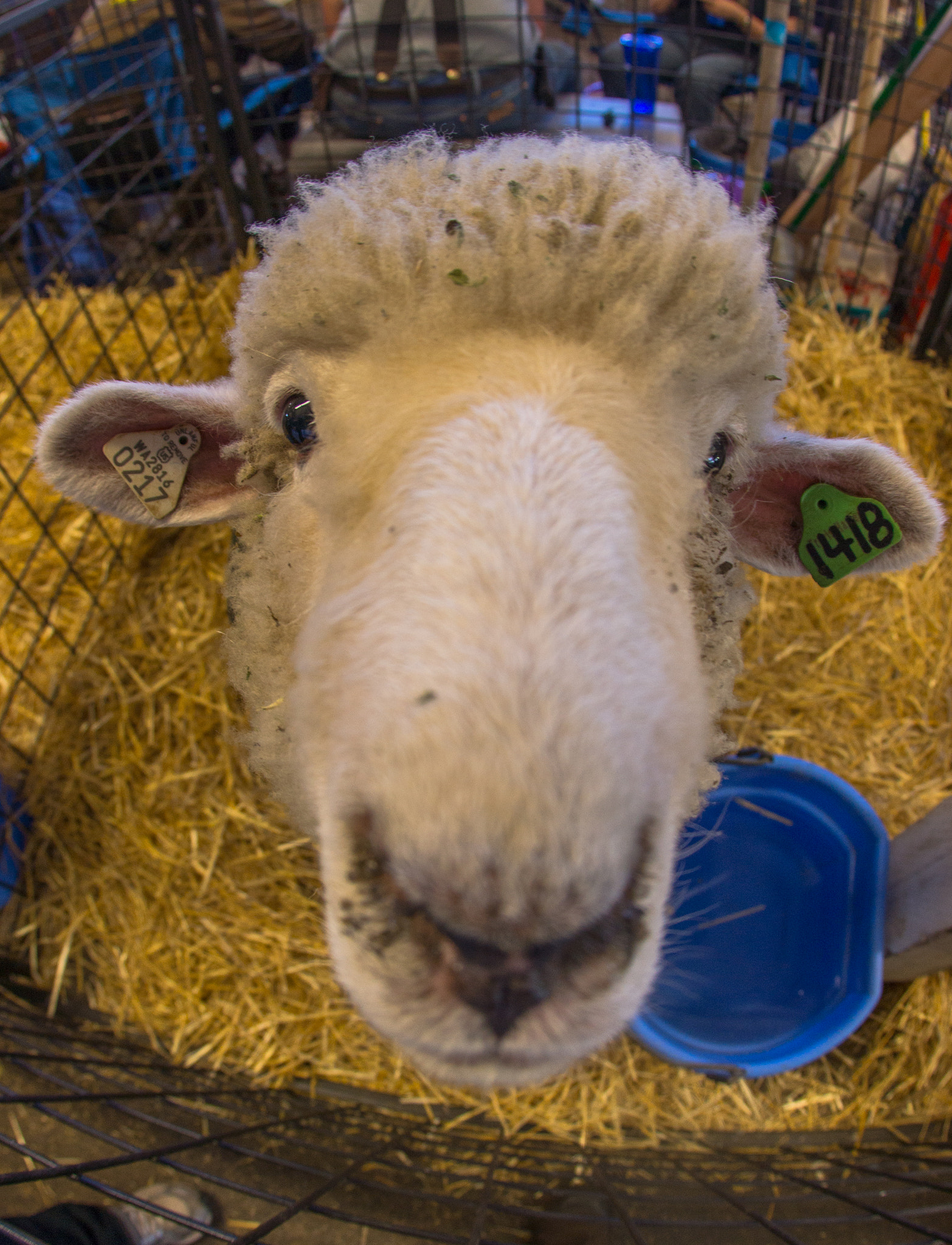 Sony SLT-A77 + Sigma 10mm F2.8 EX DC HSM Diagonal Fisheye sample photo. 2014-09-13 washington puyallup washington state fair lamb 02-2 photography