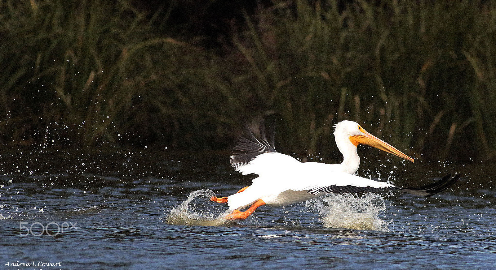 Canon EF 400mm F5.6L USM sample photo. Taking off photography