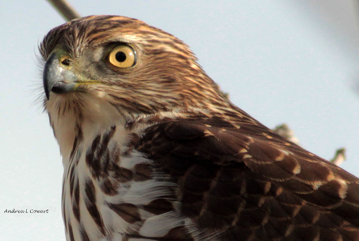 Canon EF 400mm F5.6L USM sample photo. Fleck photography