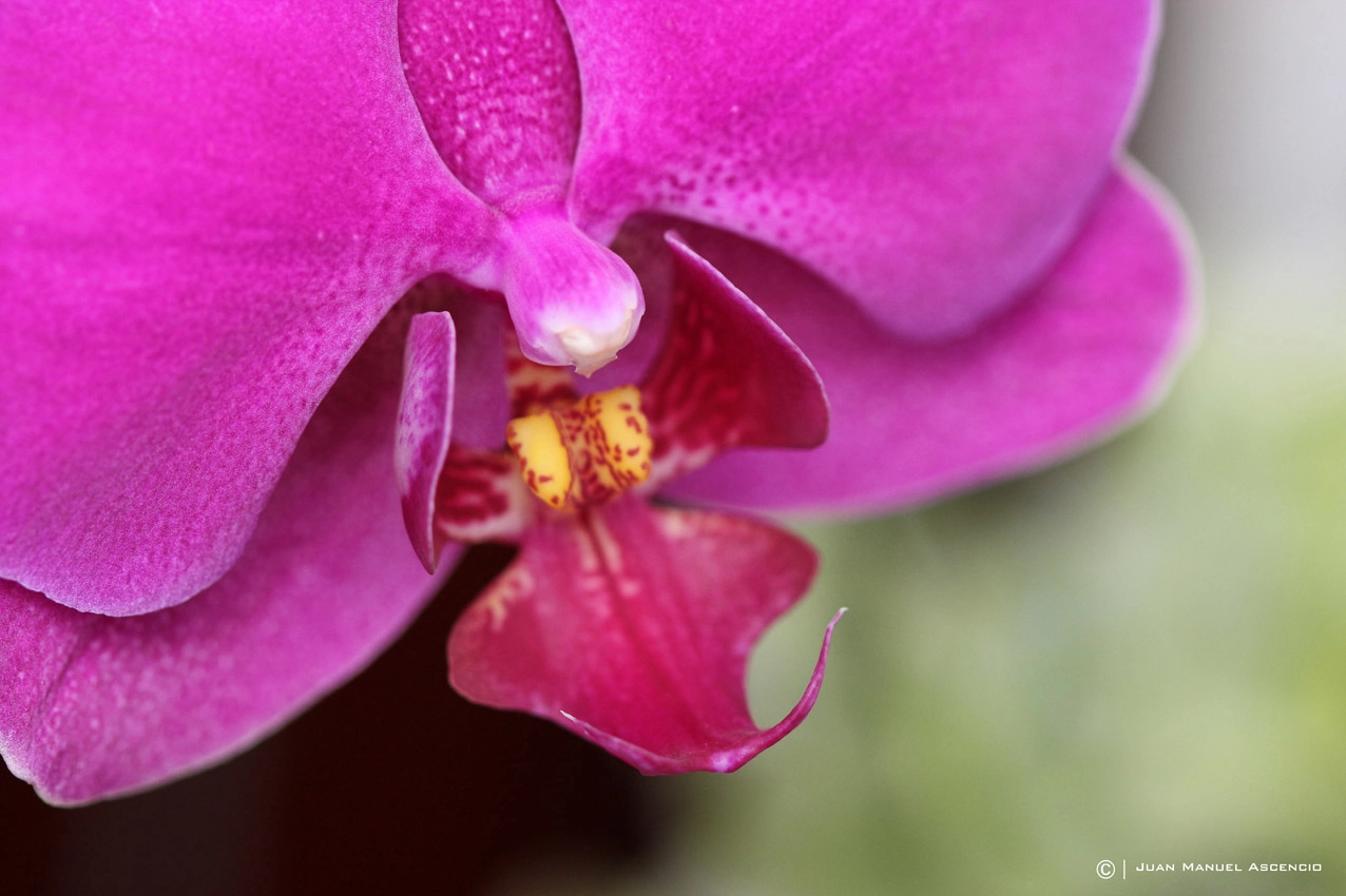 Canon EOS 600D (Rebel EOS T3i / EOS Kiss X5) + Canon EF 100mm F2.8 Macro USM sample photo. Orquídea - espiritu santo photography