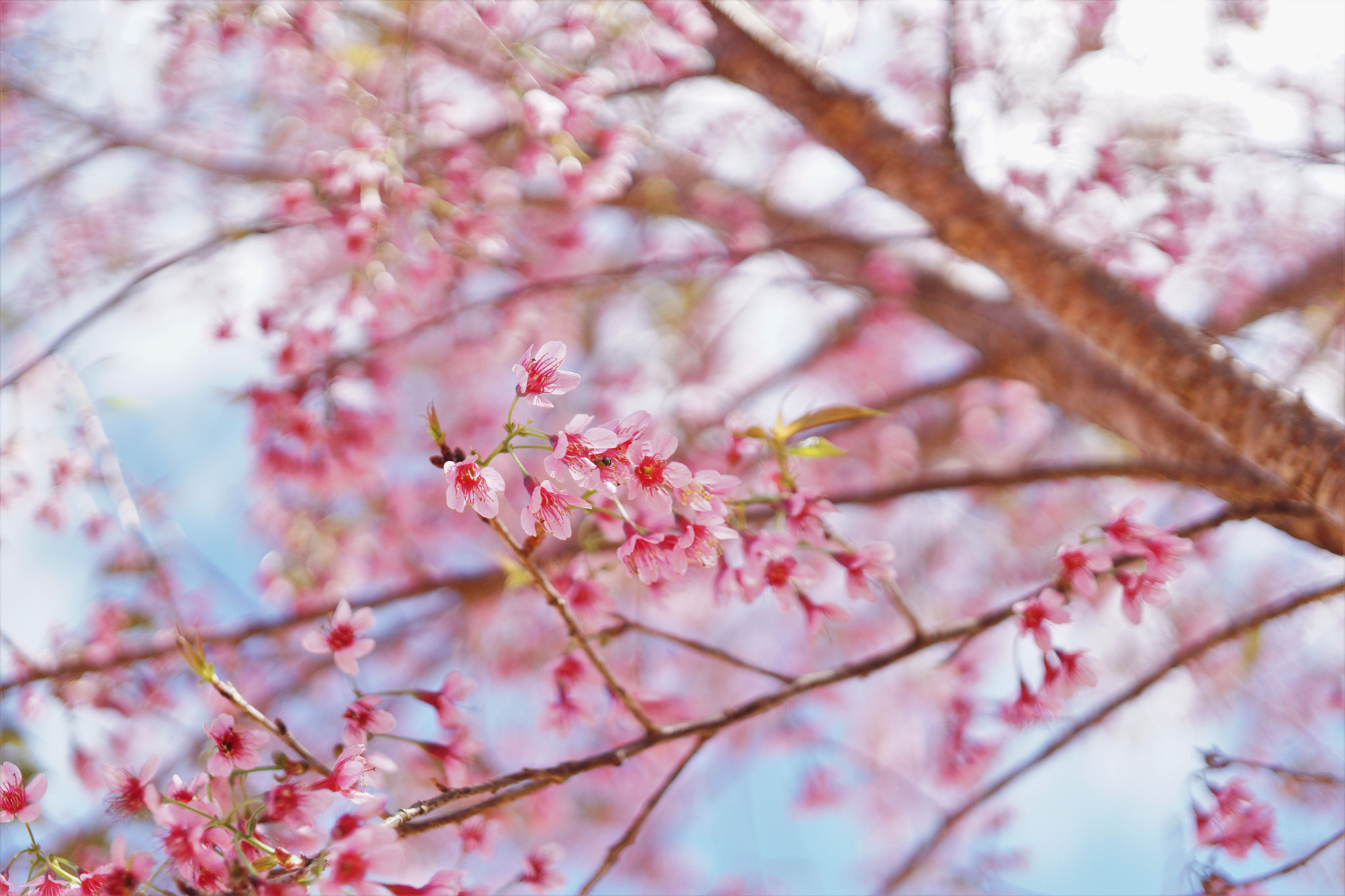 ZEISS Touit 32mm F1.8 sample photo. Cherry blossom photography
