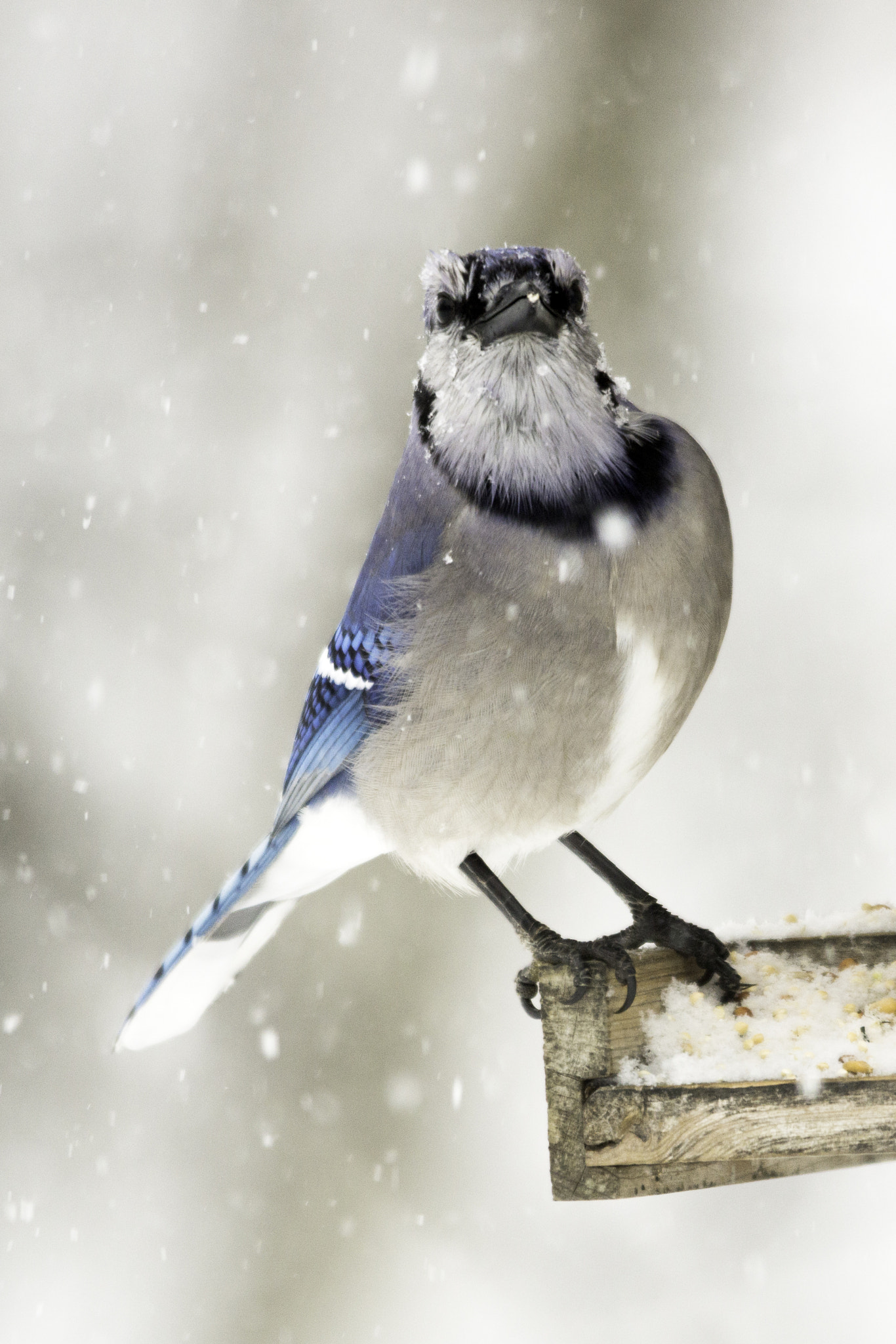 Sigma 150-500mm F5-6.3 DG OS HSM sample photo. Blizzard blue photography