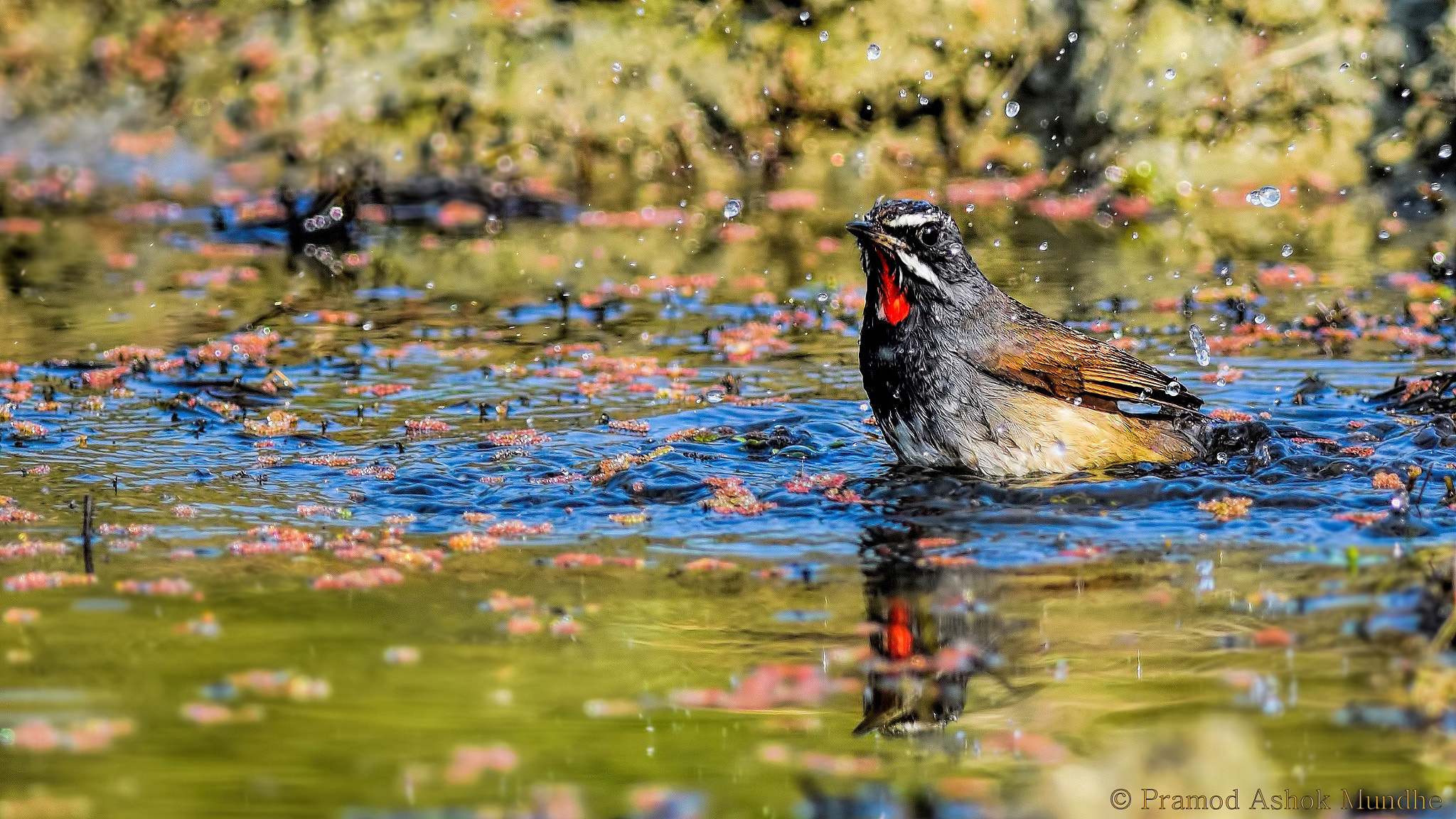 Nikon D5300 + Nikon AF-S Nikkor 300mm F4D ED-IF sample photo. White tailed rubythroat taking bath photography