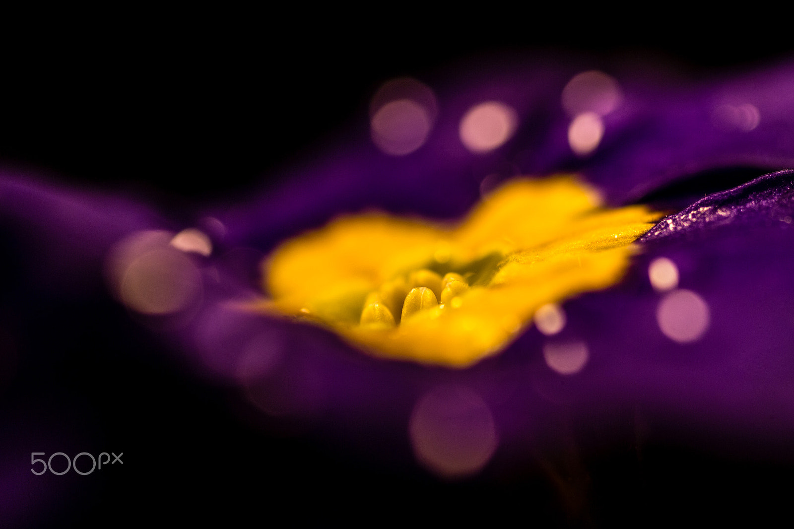 Sigma 105mm F2.8 EX DG OS HSM sample photo. Macro street flower 3 photography