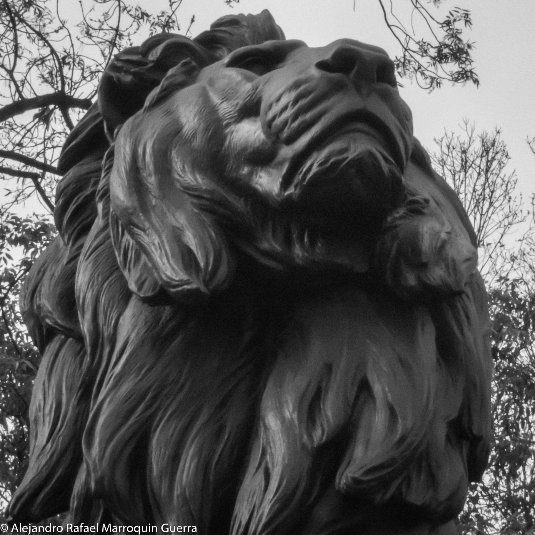 Nikon 1 J2 sample photo. Mufasa.jpg photography