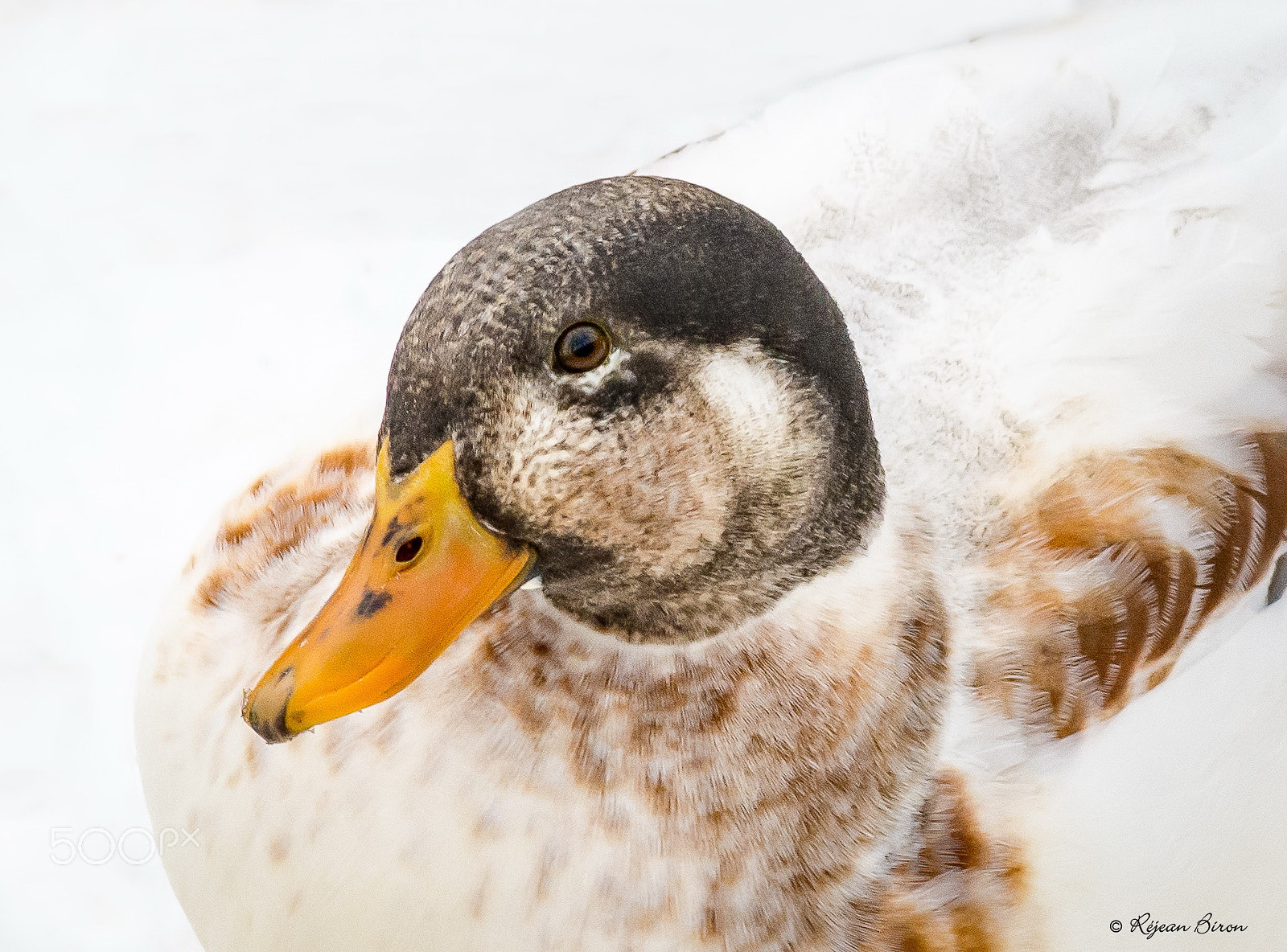 Nikon D7200 + AF Nikkor 300mm f/4 IF-ED sample photo. Mallard male leucism photography