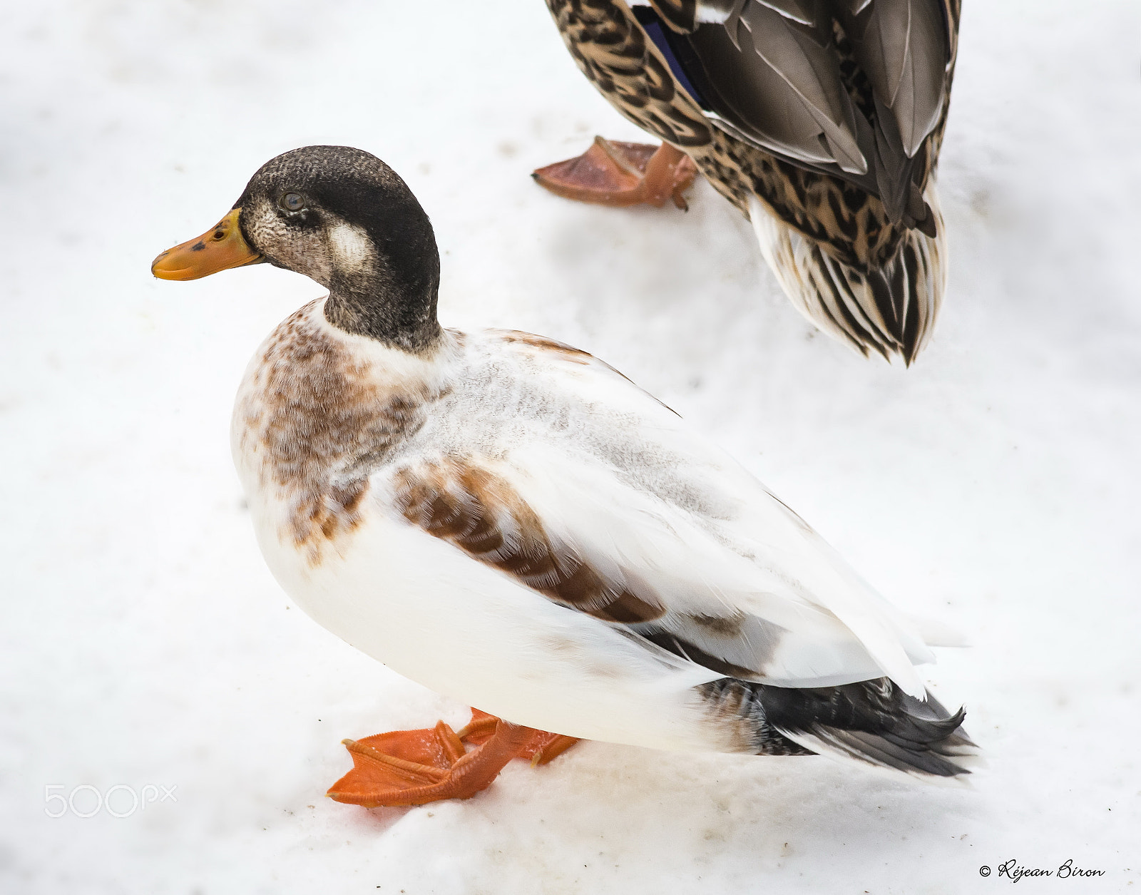 Nikon D7200 + AF Nikkor 300mm f/4 IF-ED sample photo. Mallard male leucism photography