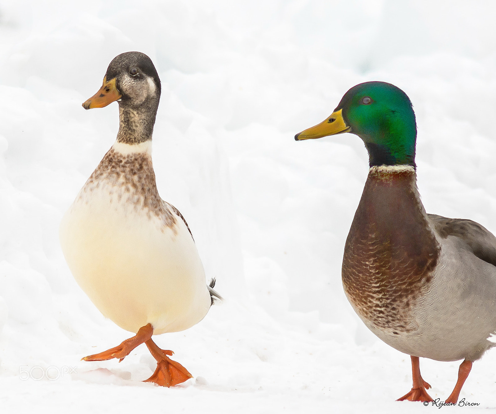 Nikon D7200 + AF Nikkor 300mm f/4 IF-ED sample photo. Mallard male leucism photography