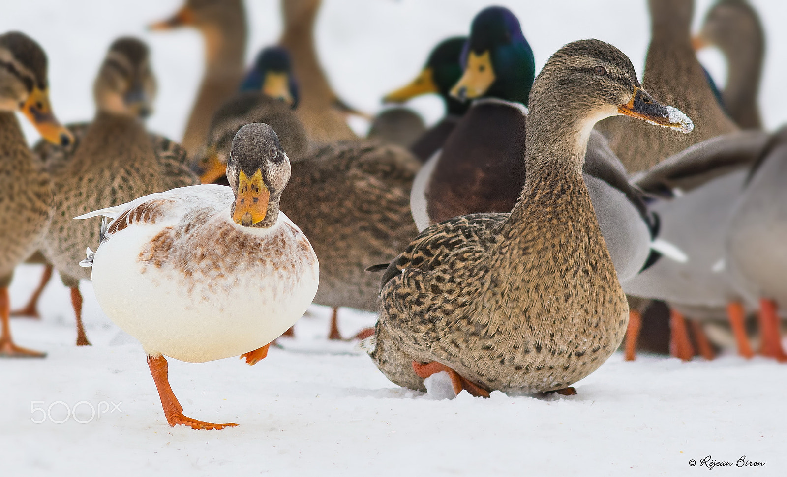 Nikon D7200 + AF Nikkor 300mm f/4 IF-ED sample photo. Mallard male leucism photography