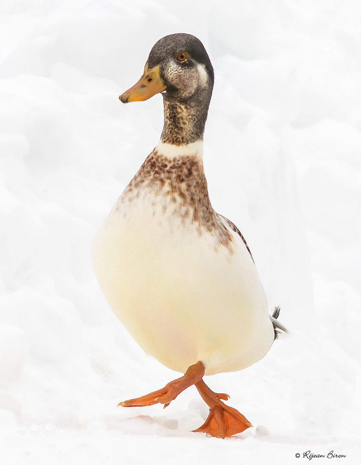 Nikon D7200 + AF Nikkor 300mm f/4 IF-ED sample photo. Mallard male leucism photography