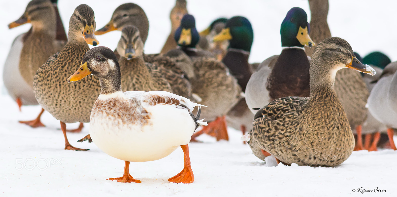 AF Nikkor 300mm f/4 IF-ED sample photo. Mallard male leucism photography