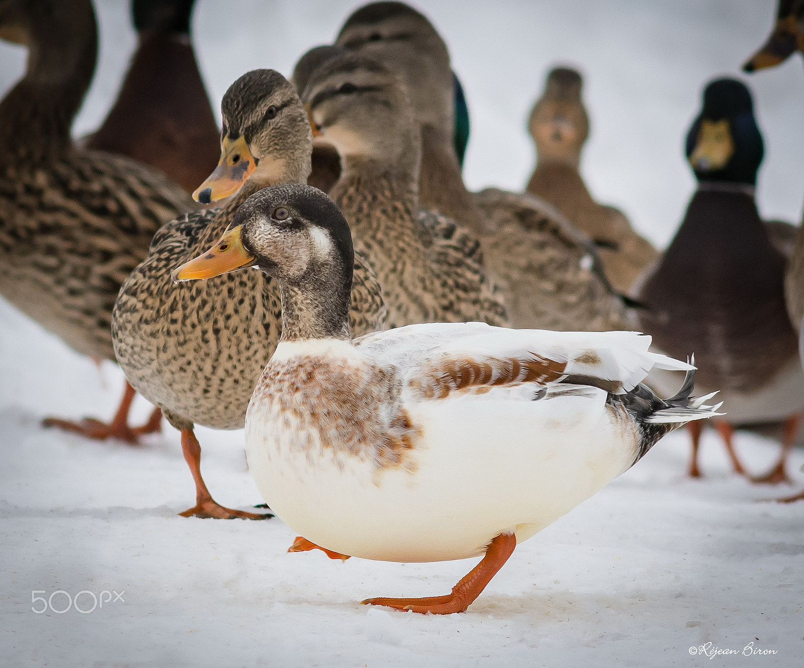 AF Nikkor 300mm f/4 IF-ED sample photo. Mallard male leucism photography