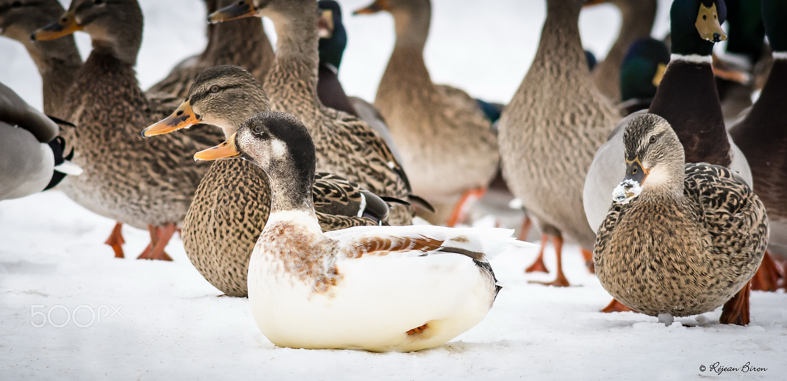 AF Nikkor 300mm f/4 IF-ED sample photo. Mallard male leucism photography