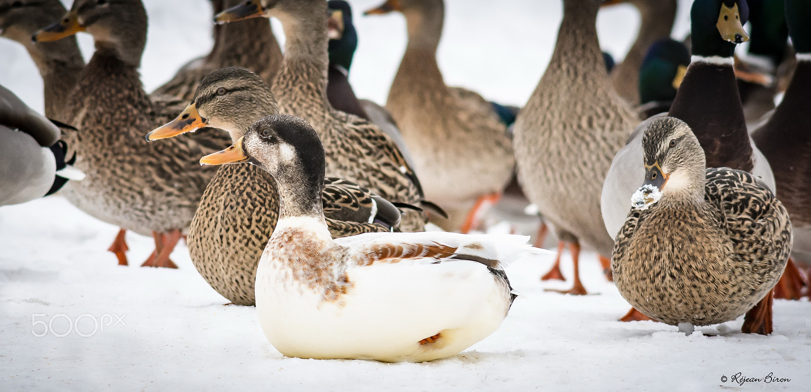 Nikon D7200 + AF Nikkor 300mm f/4 IF-ED sample photo. Mallard male leucism photography