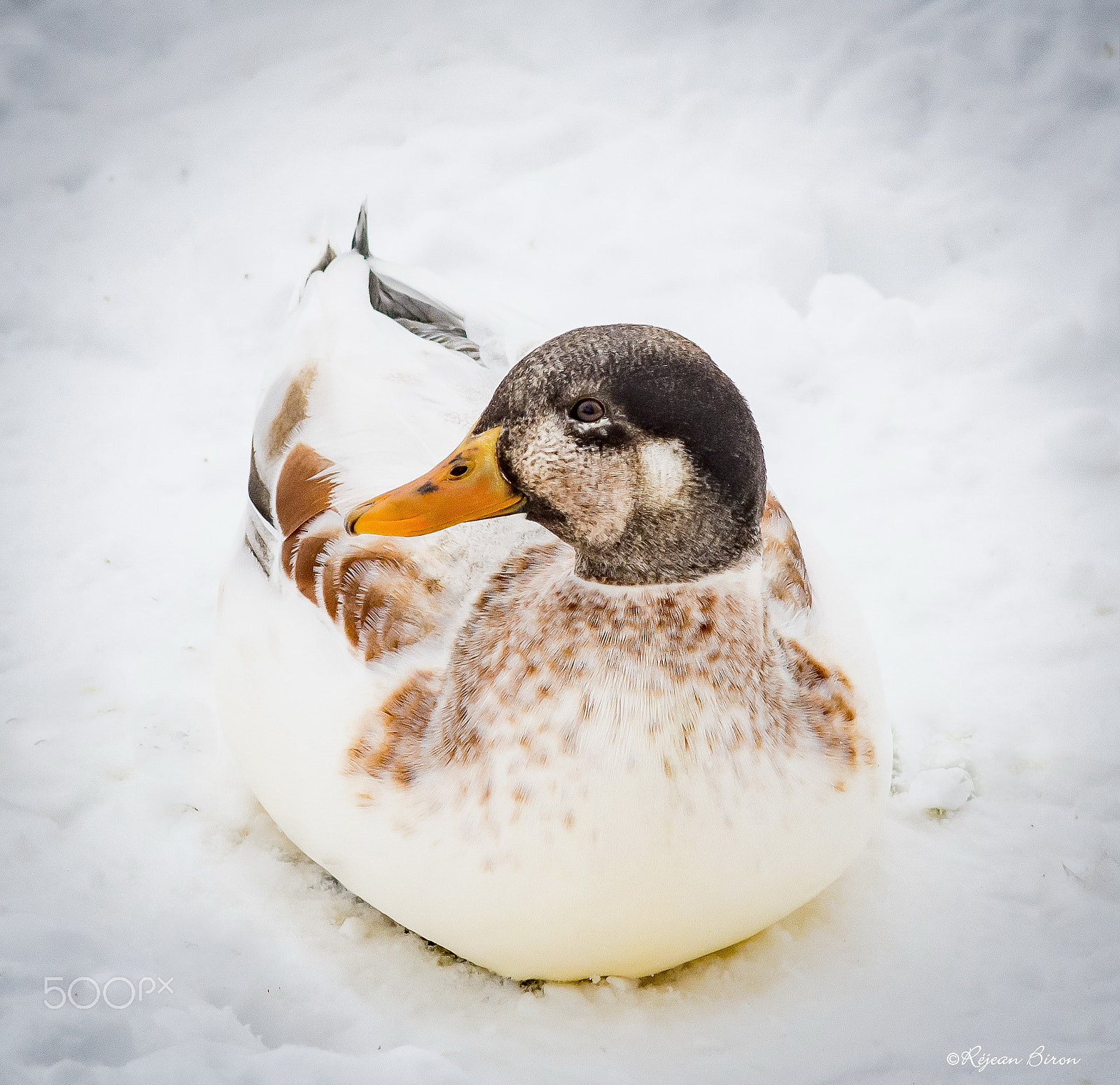 AF Nikkor 300mm f/4 IF-ED sample photo. Mallard male leucism photography