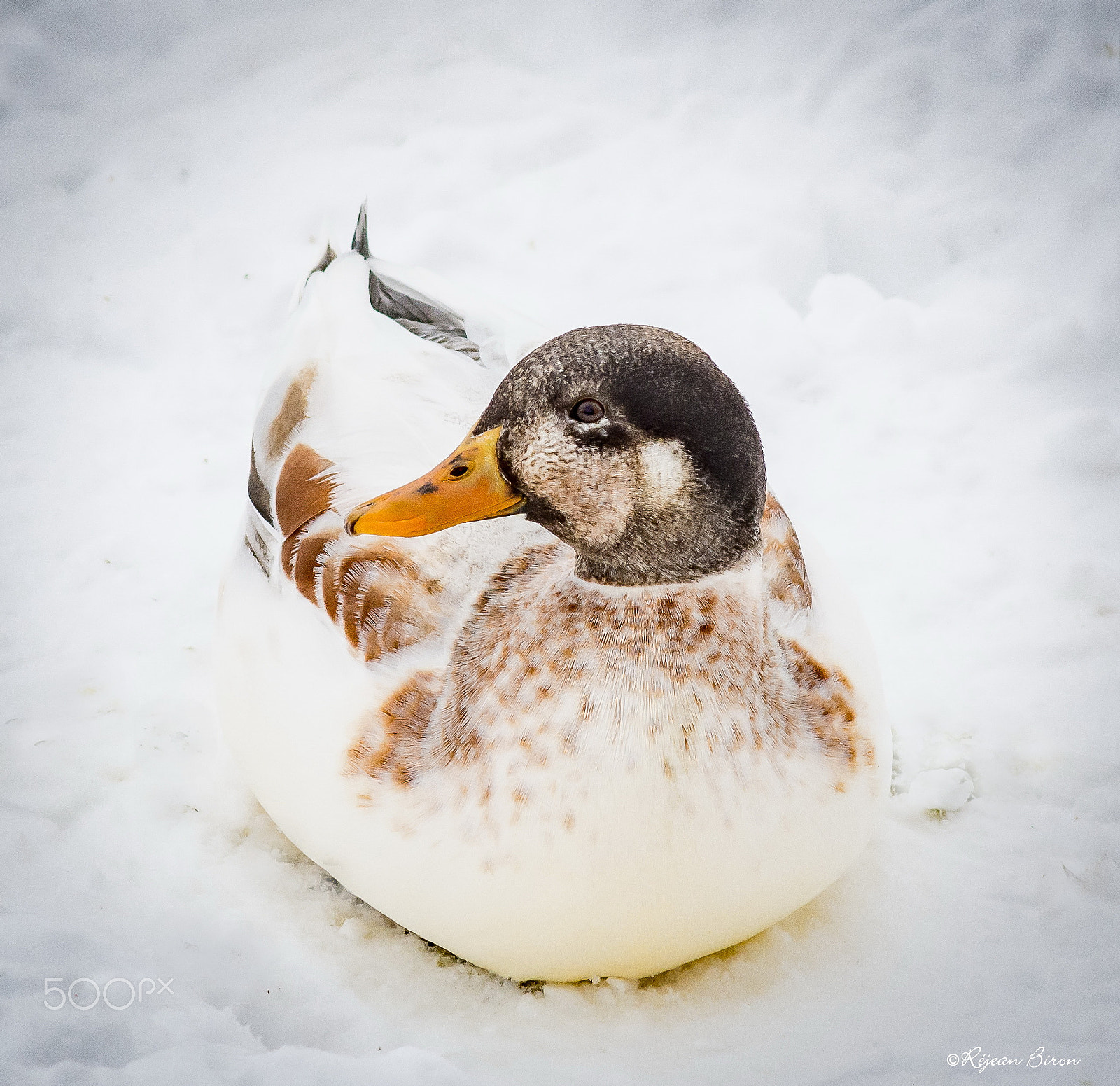 Nikon D7200 + AF Nikkor 300mm f/4 IF-ED sample photo. Mallard male leucism photography