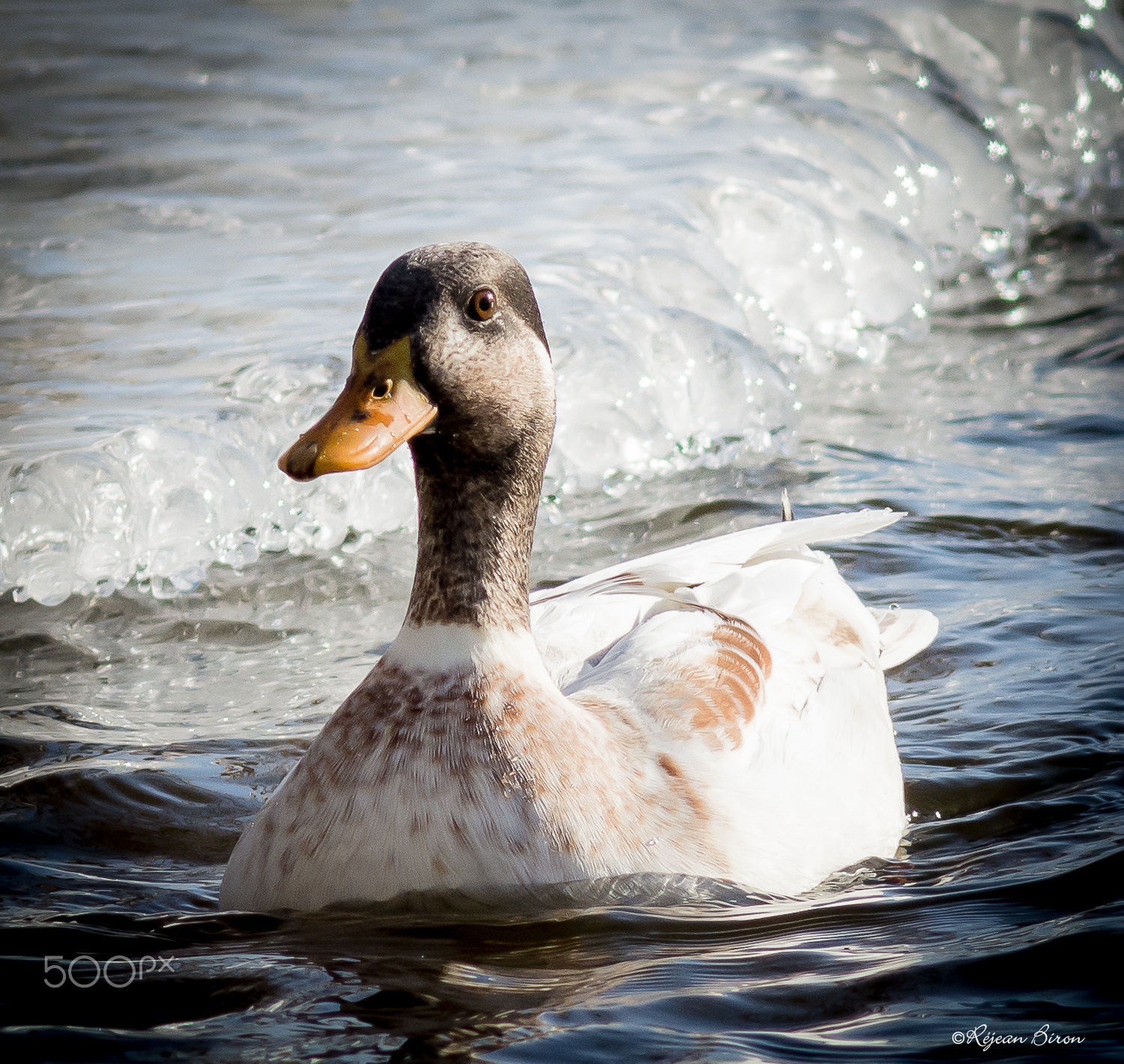 AF Nikkor 300mm f/4 IF-ED sample photo. Mallard male leucism photography