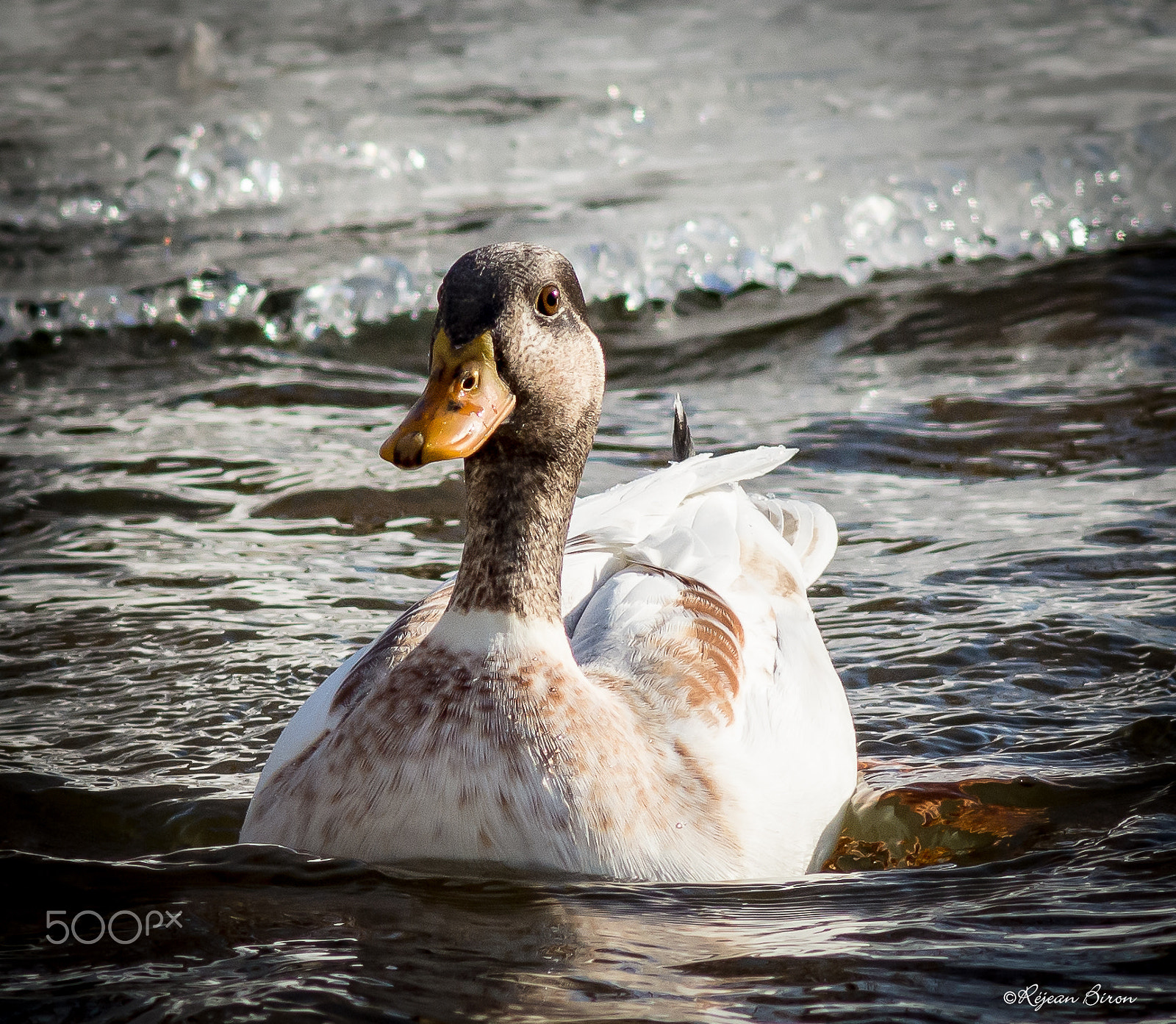 AF Nikkor 300mm f/4 IF-ED sample photo. Mallard male leucism photography