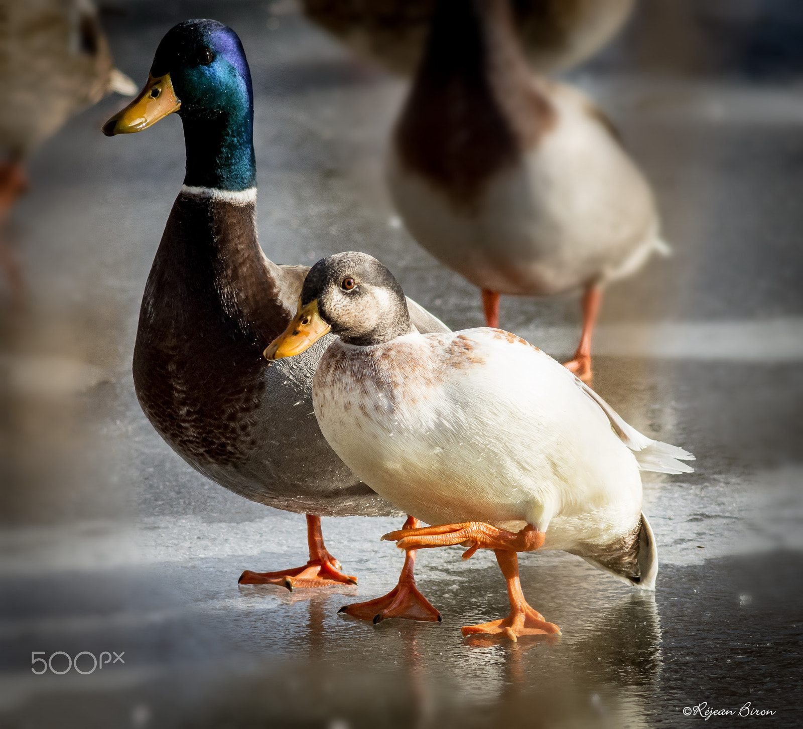 AF Nikkor 300mm f/4 IF-ED sample photo. Mallard male leucism photography
