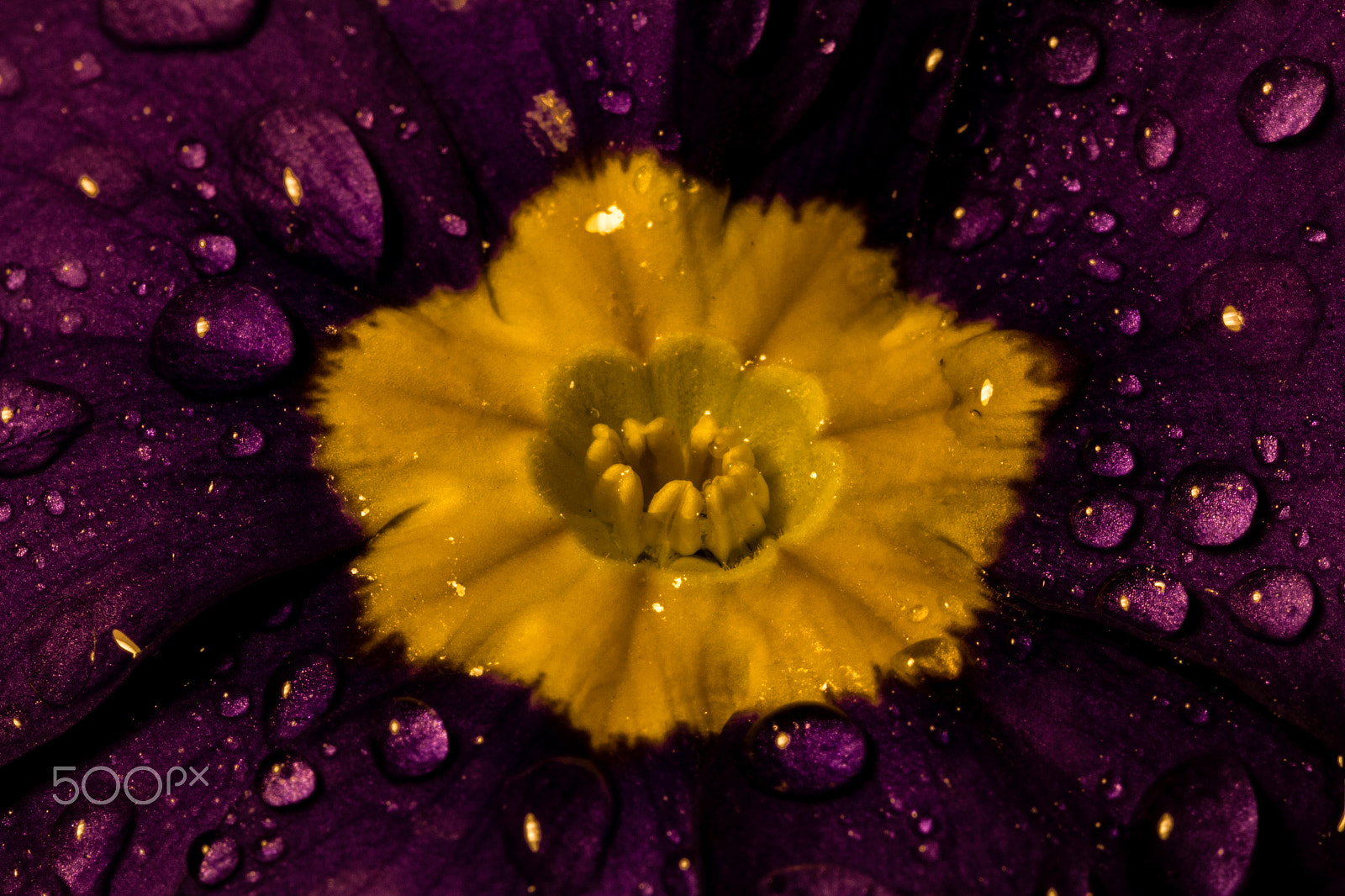 Sigma 105mm F2.8 EX DG OS HSM sample photo. Macro street flower 4 photography