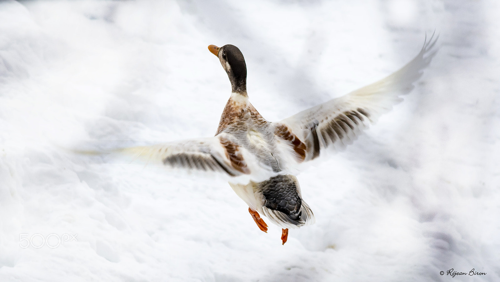 AF Nikkor 300mm f/4 IF-ED sample photo. Mallard male leucism photography