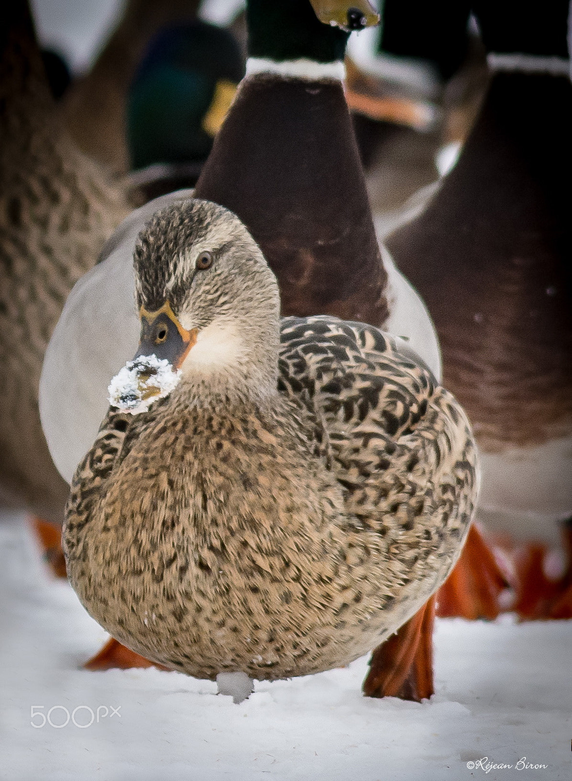 AF Nikkor 300mm f/4 IF-ED sample photo. Mallard female photography