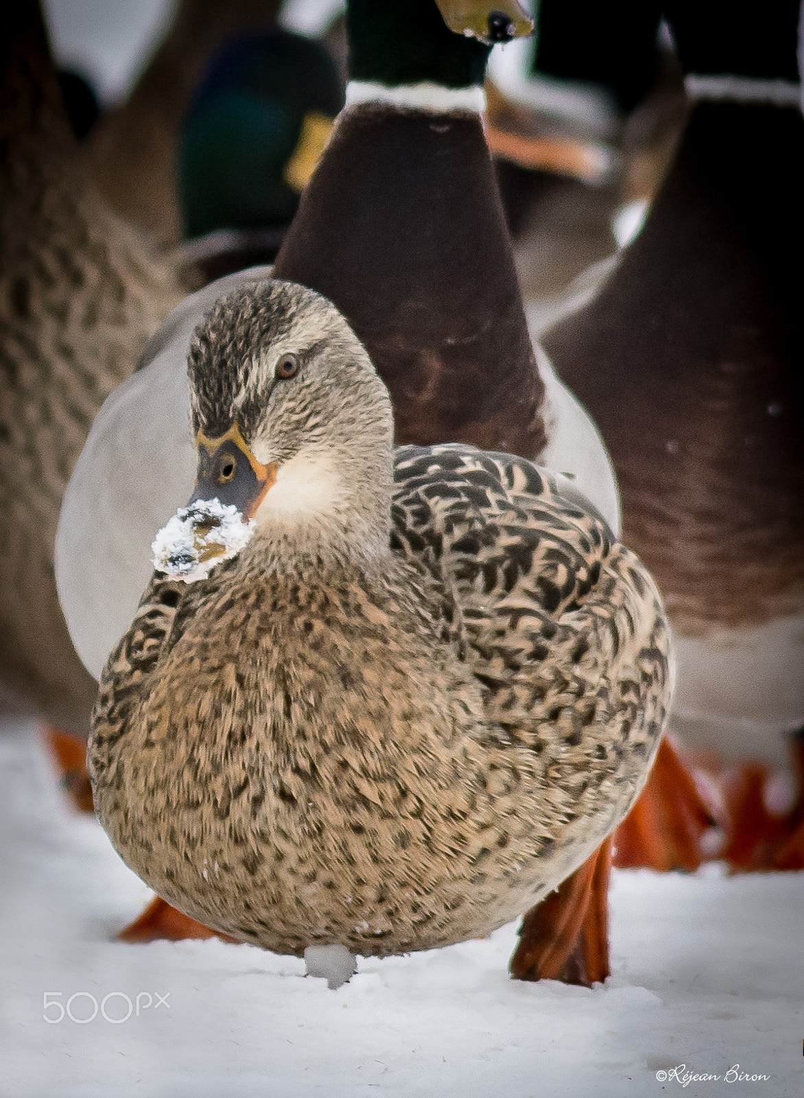 Nikon D7200 + AF Nikkor 300mm f/4 IF-ED sample photo. Mallard female photography