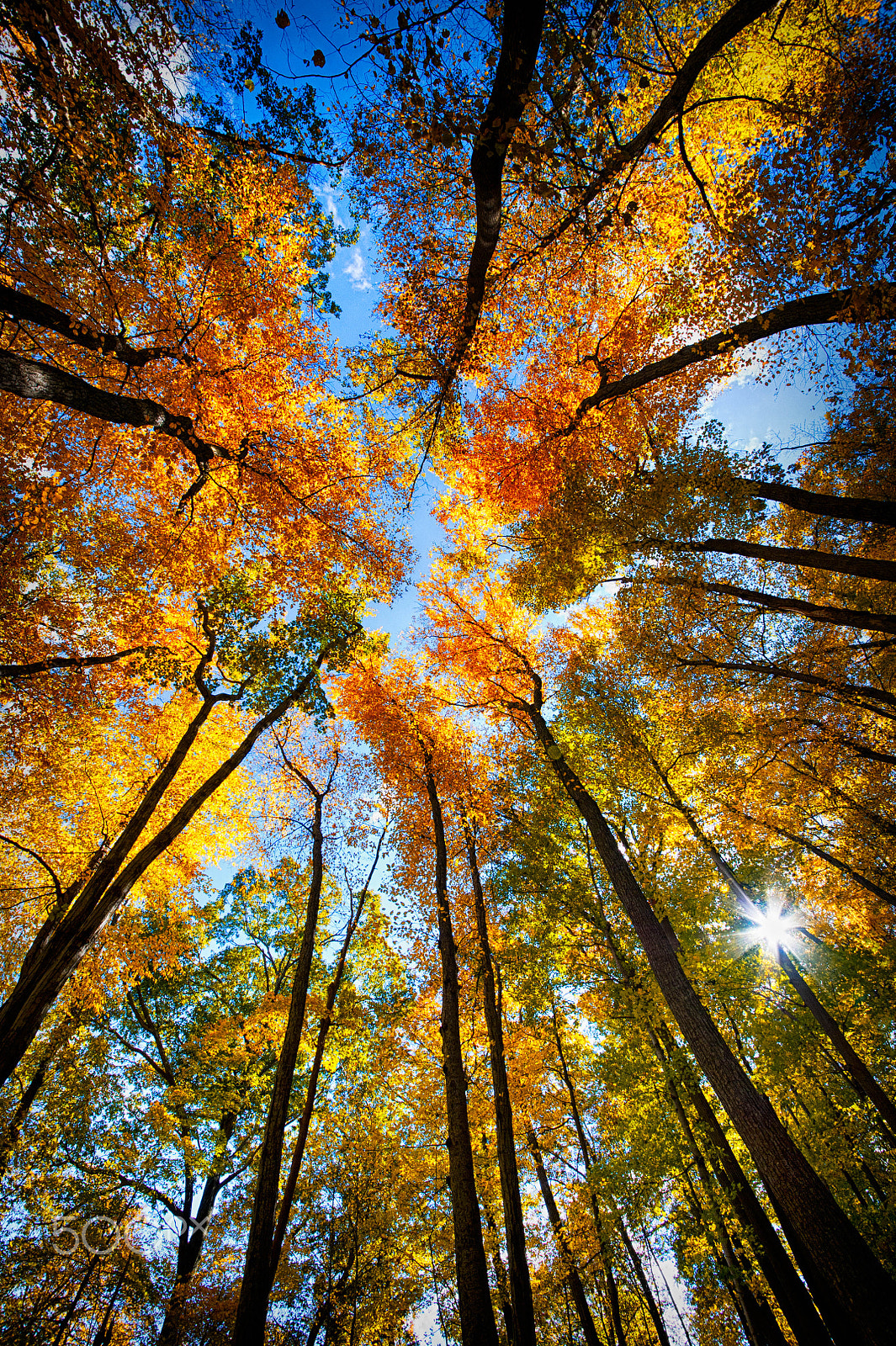 Sigma 12-24mm F4.5-5.6 II DG HSM sample photo. Bear mountain fall trees photography