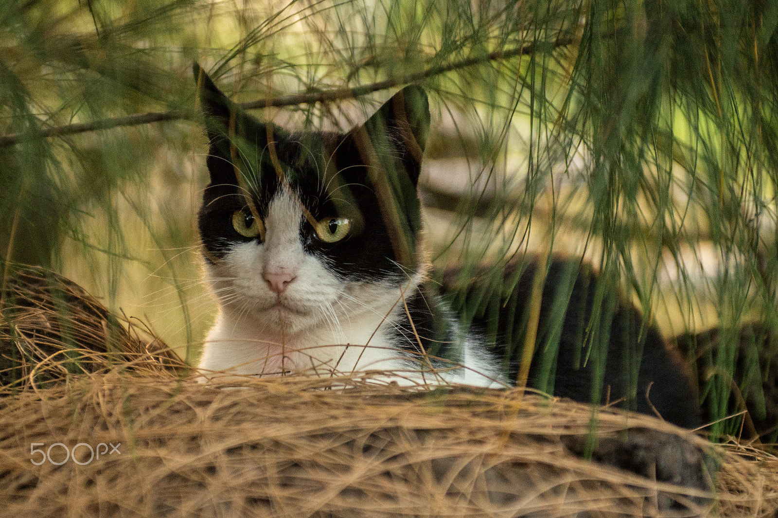 Minolta AF 28-85mm F3.5-4.5 New sample photo. Gato negro, gato blanco photography