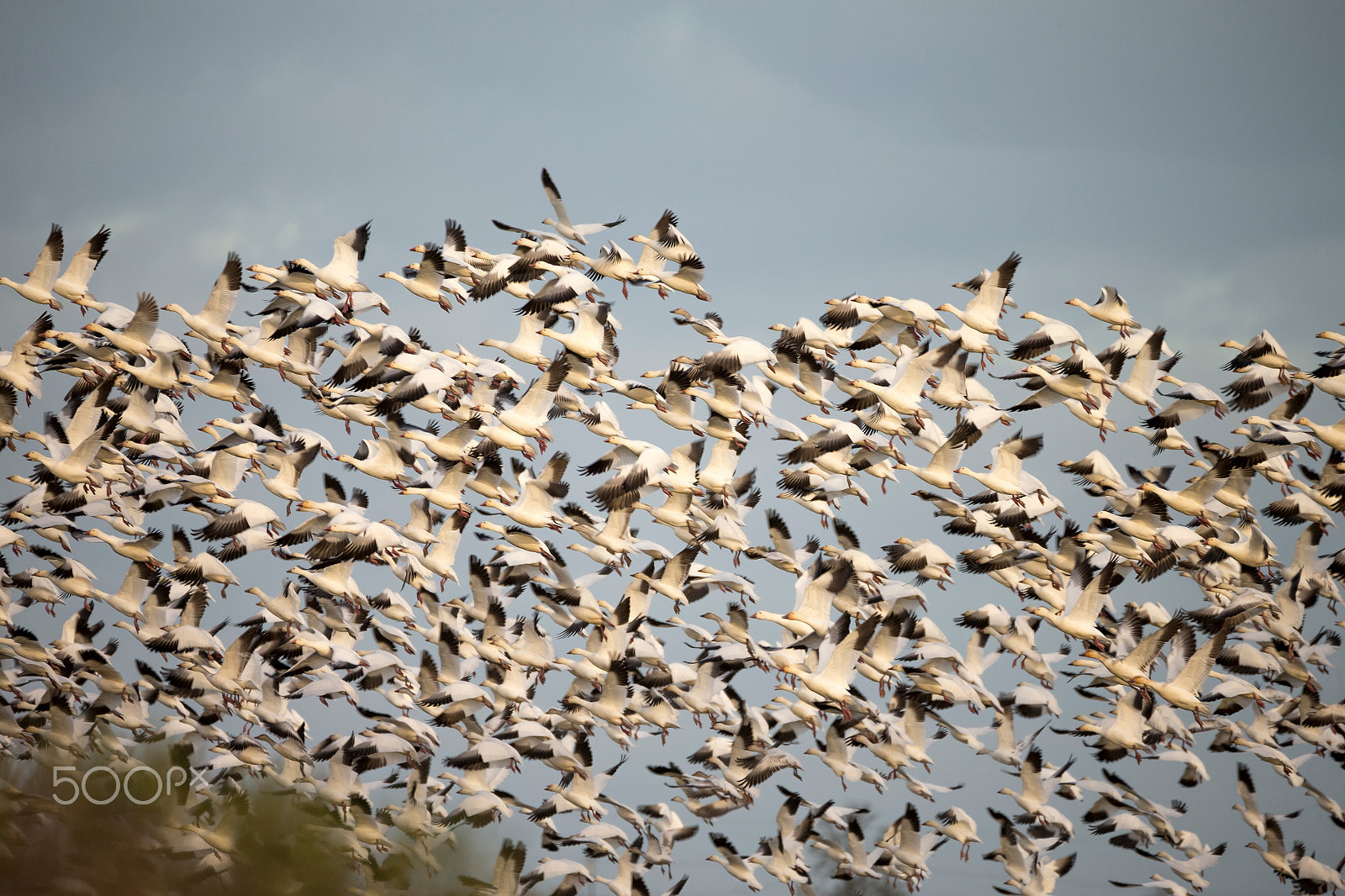 Sigma 150-600mm F5-6.3 DG OS HSM | C sample photo. Sandhill crane photography