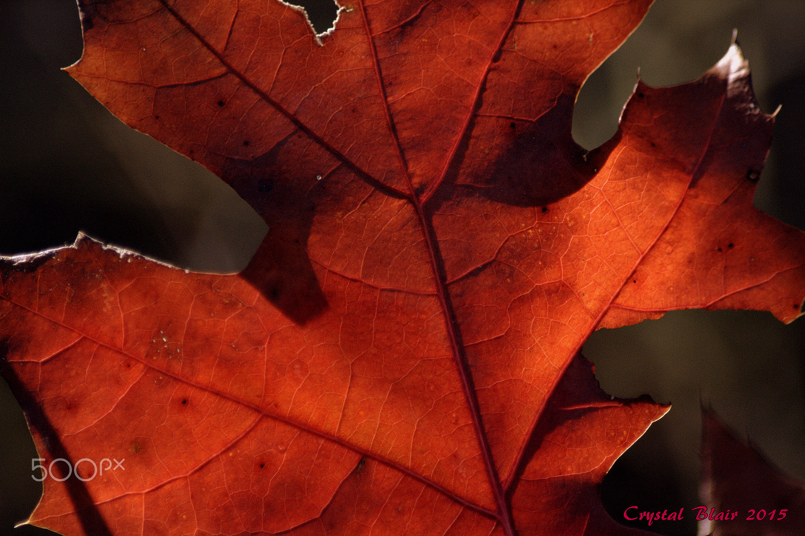 Canon EOS 1200D (EOS Rebel T5 / EOS Kiss X70 / EOS Hi) sample photo. Autumn leaf photography