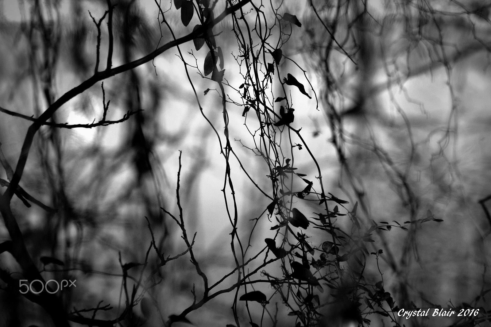 Canon EOS 1200D (EOS Rebel T5 / EOS Kiss X70 / EOS Hi) sample photo. Nature in b/w photography
