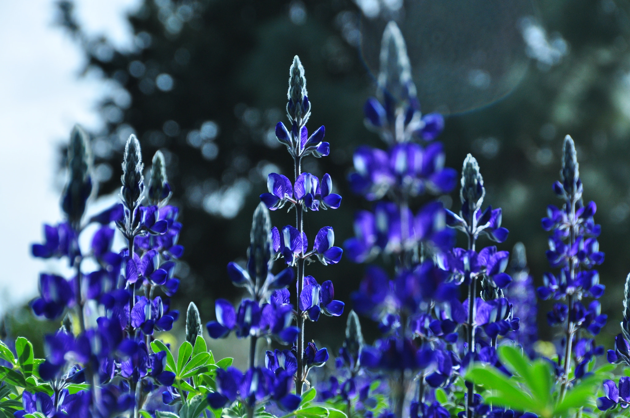 Sigma 18-250mm F3.5-6.3 DC OS HSM sample photo. Lupins photography