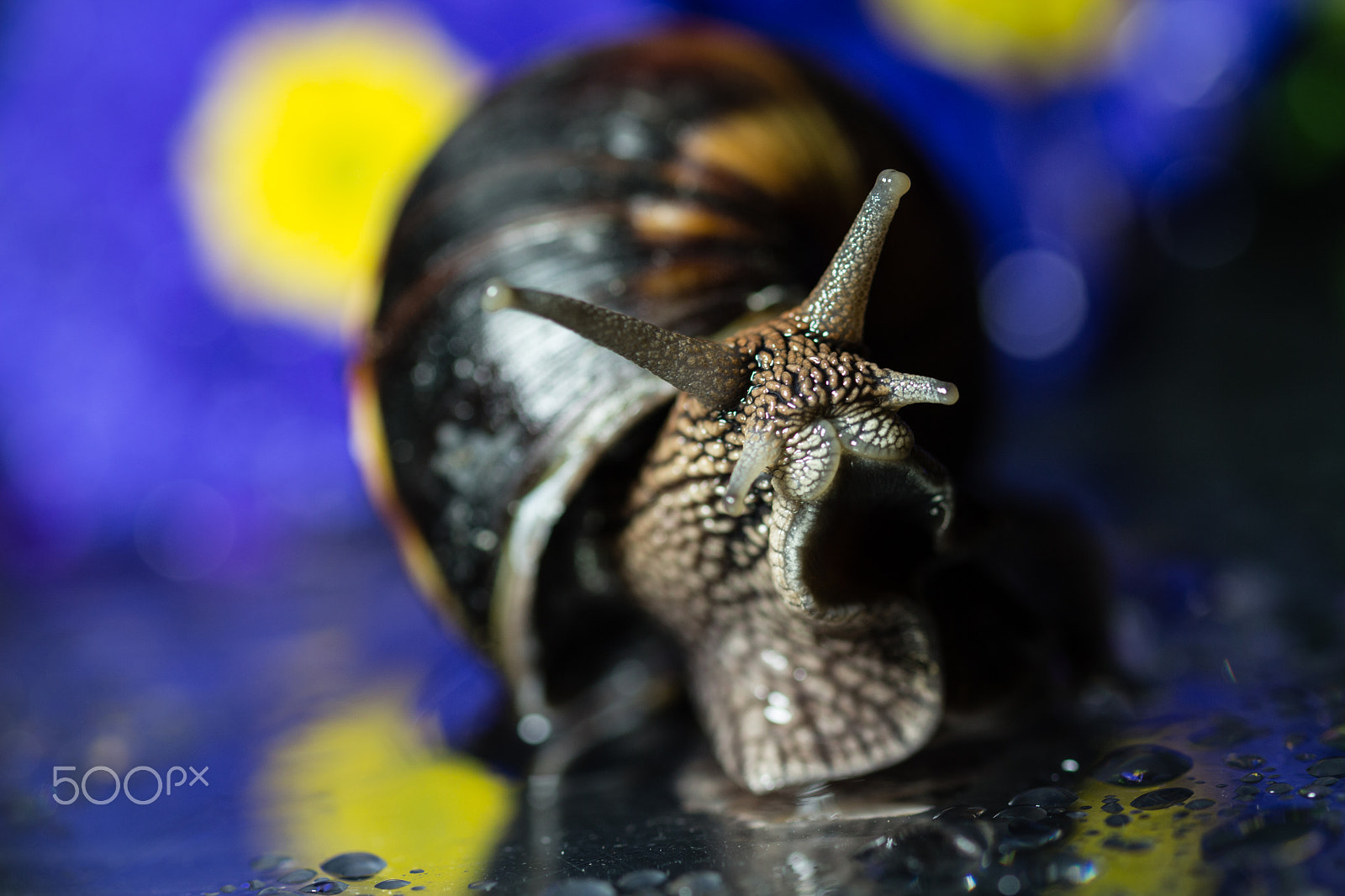 Sigma 105mm F2.8 EX DG OS HSM sample photo. Snail in bokeh photography