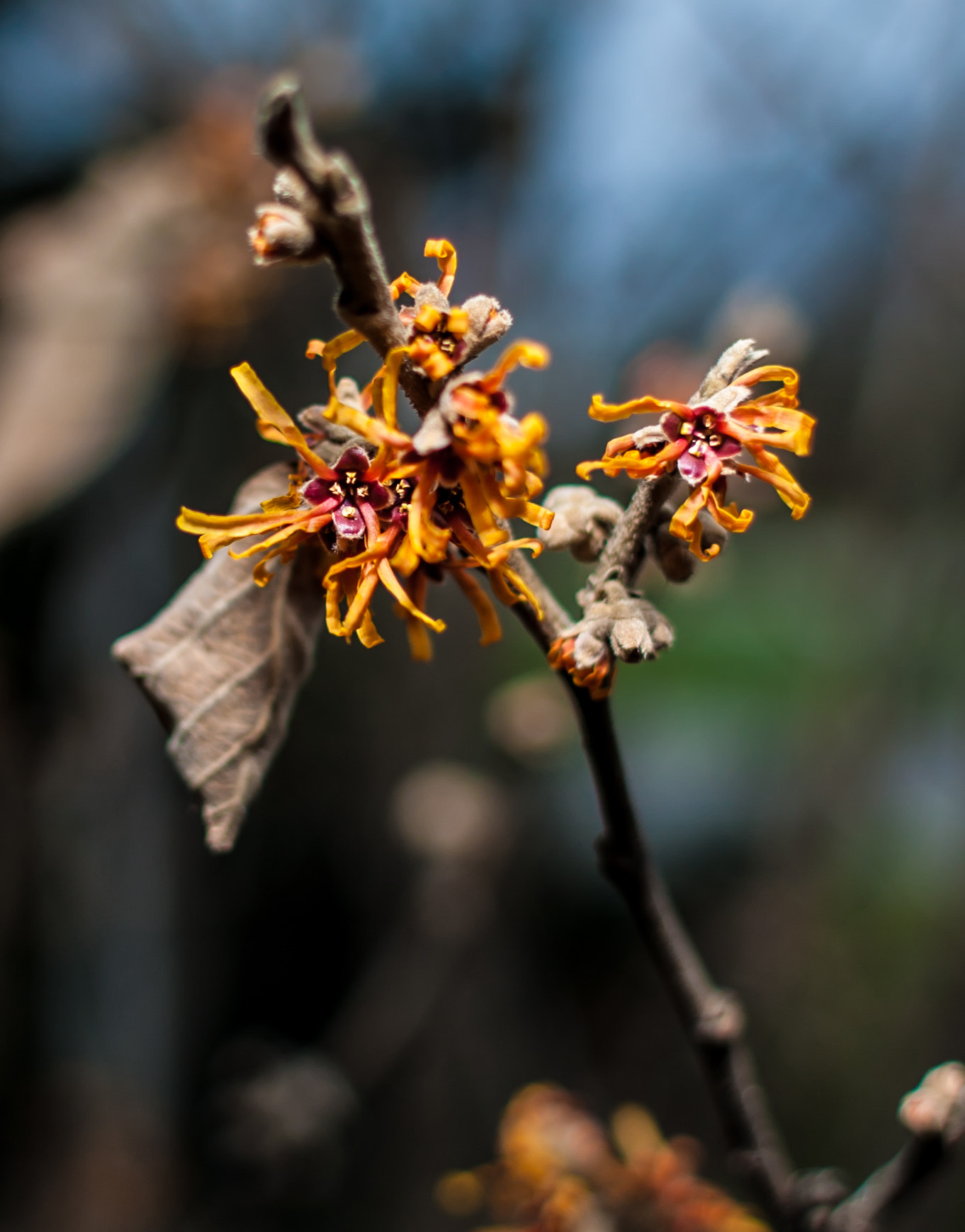 Canon EOS 5D + Canon EF 28mm F1.8 USM sample photo. Hamamelis mollis 'rochester' photography