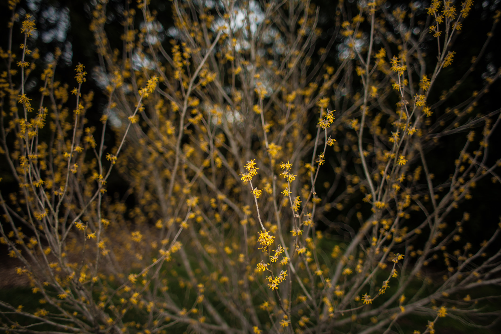 Canon EOS 5D + Canon EF 28mm F1.8 USM sample photo. Unkonwn witch hazel photography