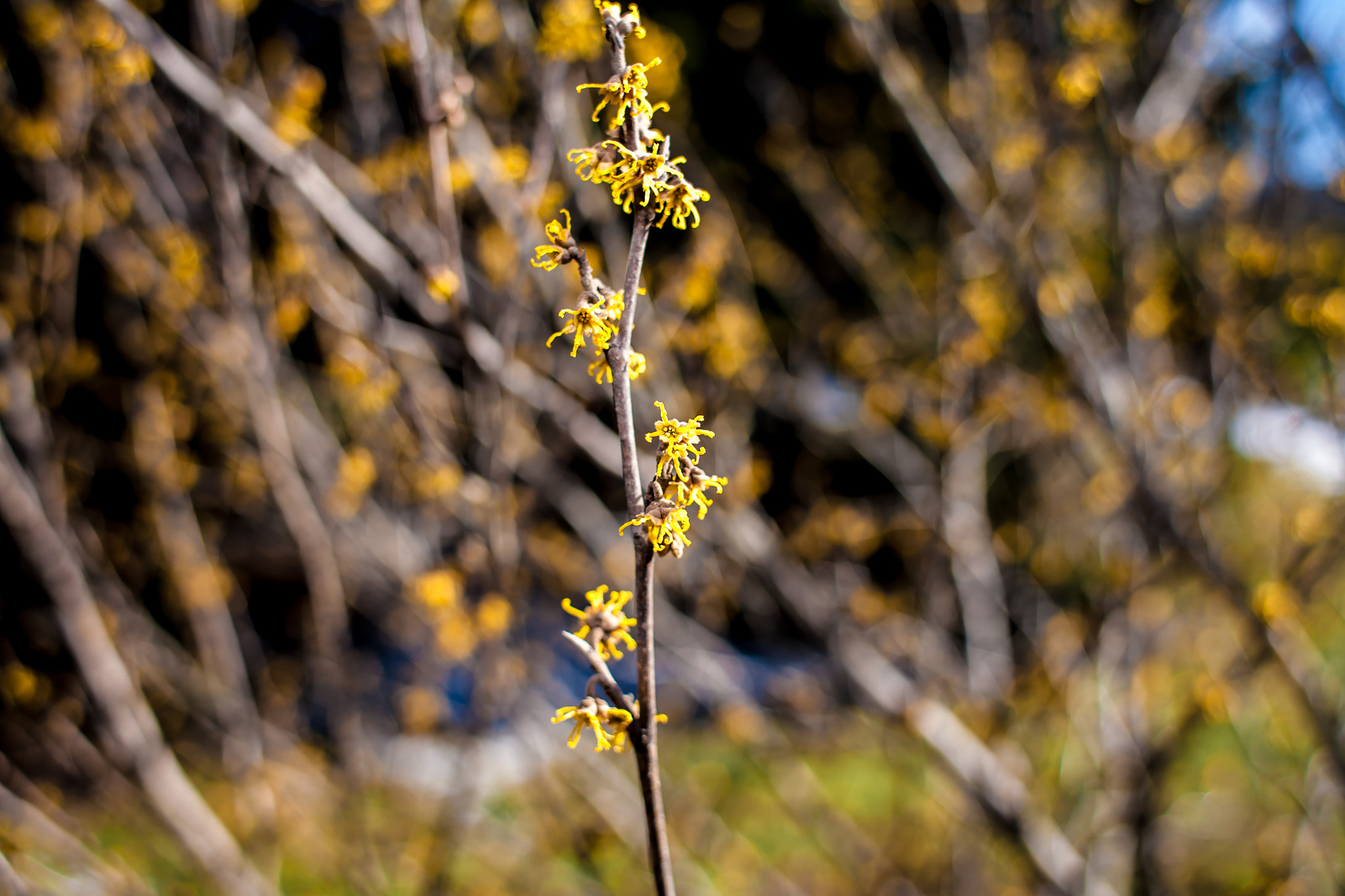 Canon EOS 5D + Canon EF 28mm F1.8 USM sample photo. H mollis photography