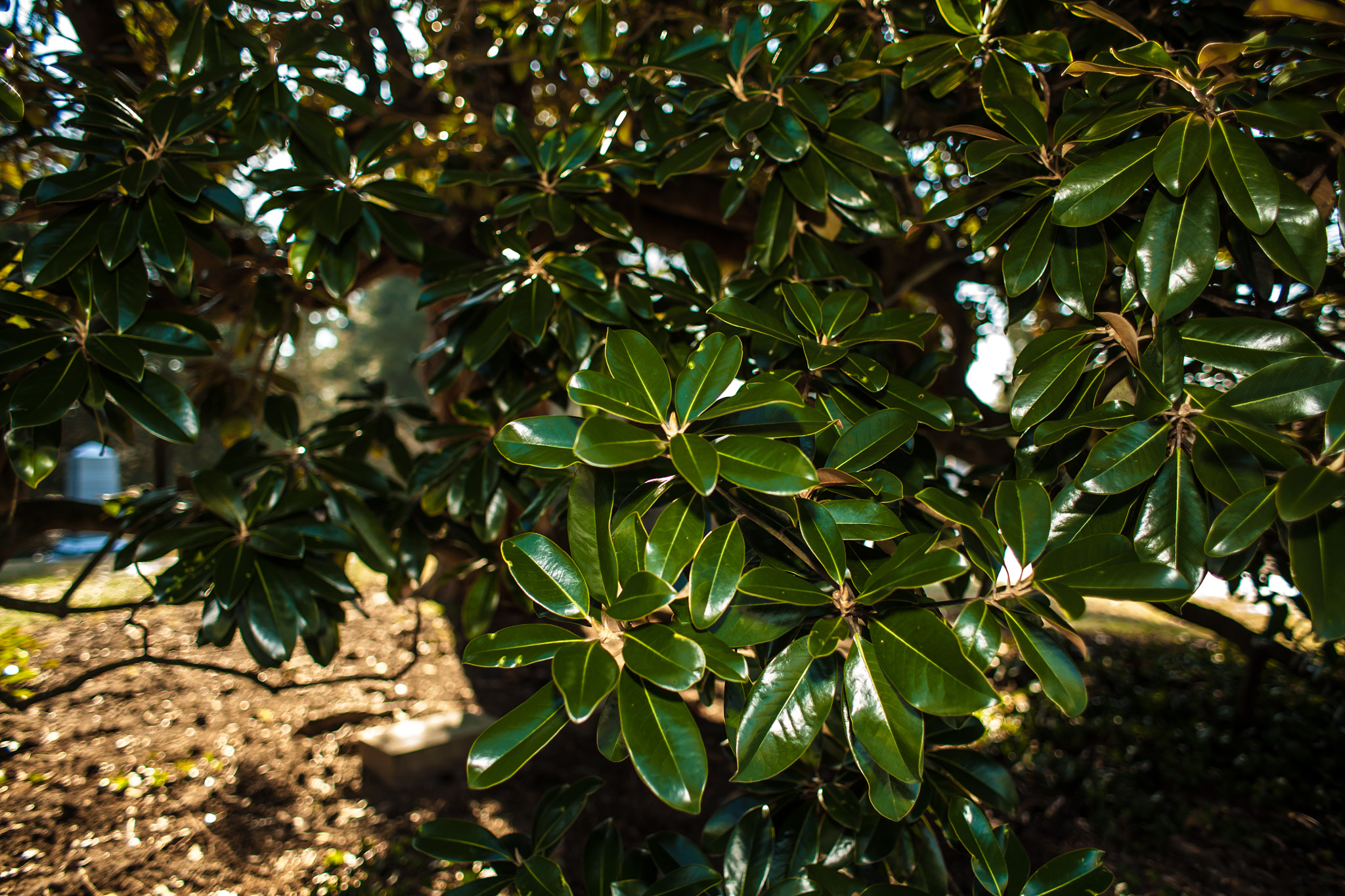 Canon EOS 5D + Canon EF 28mm F1.8 USM sample photo. Magnolia grandiflora photography